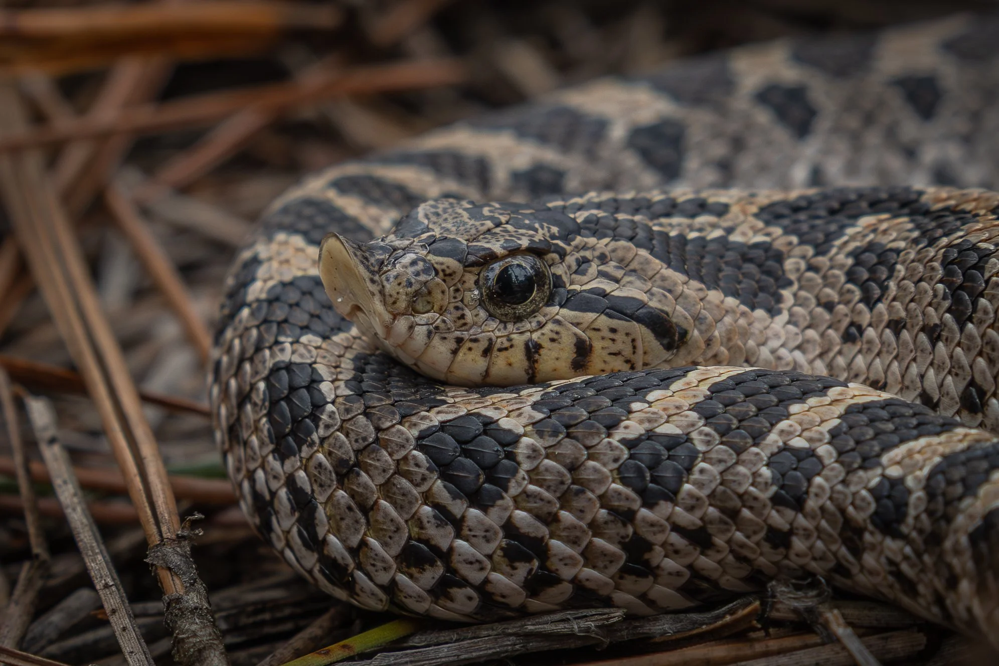 Southern Hognose Snake