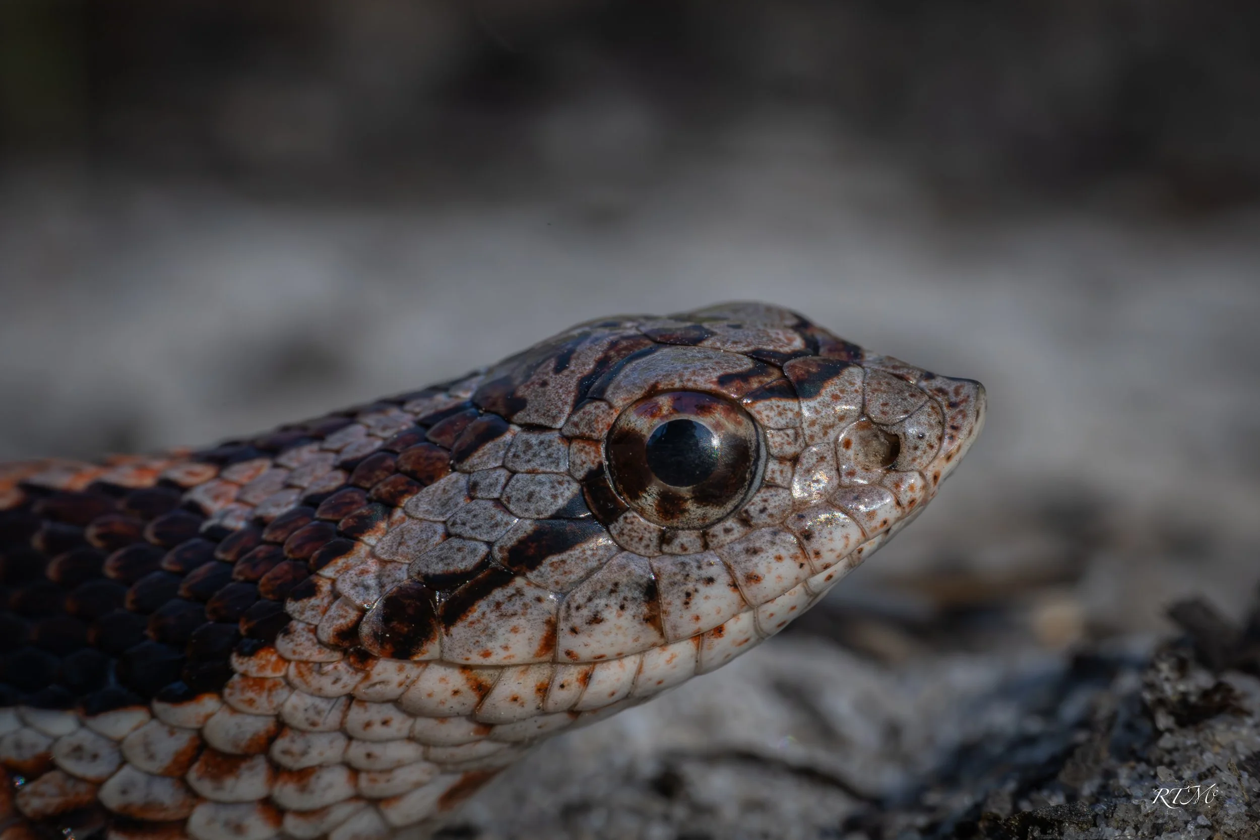 Eastern Hognose Snake