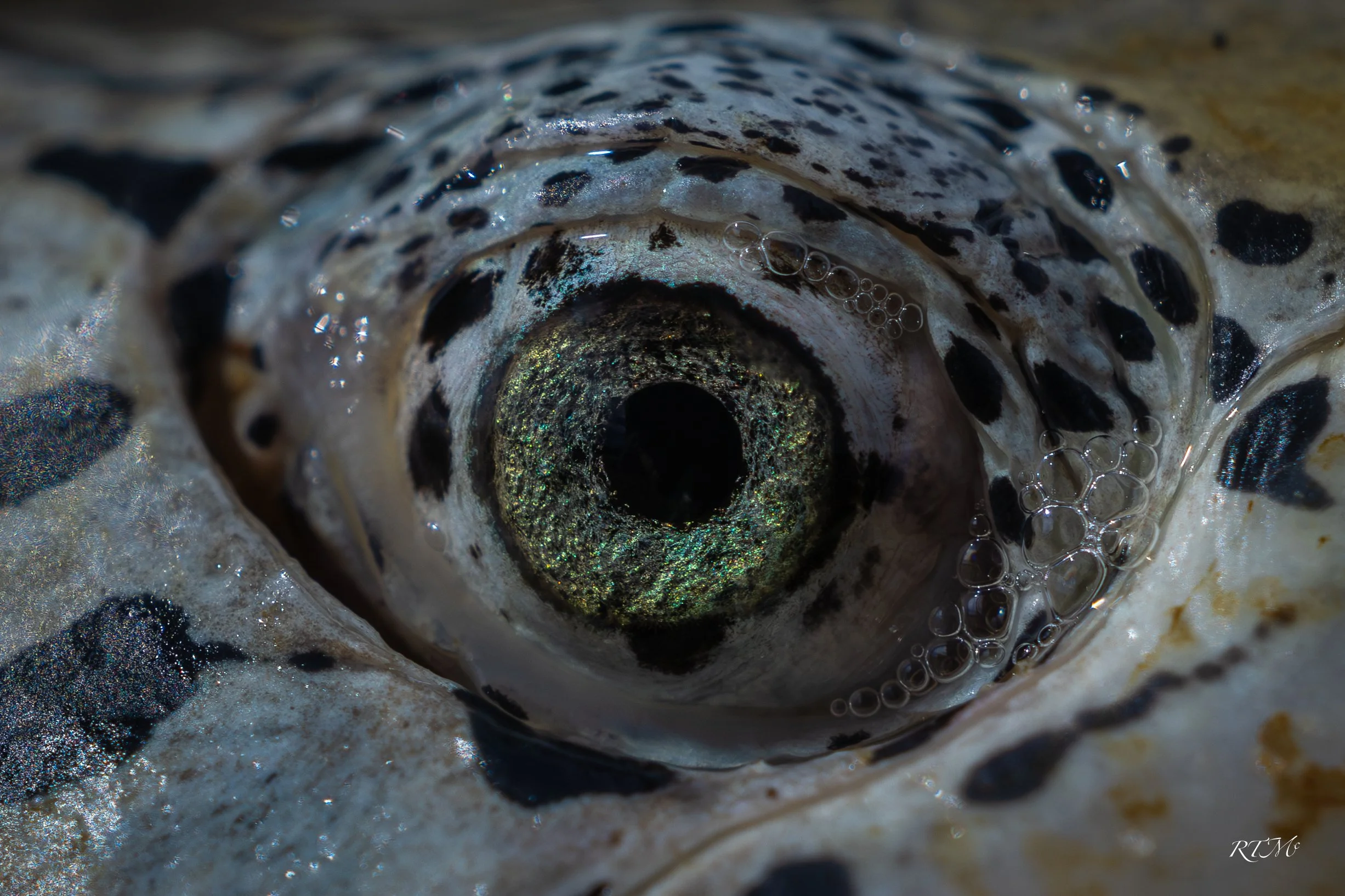 Eye of the Terrapin