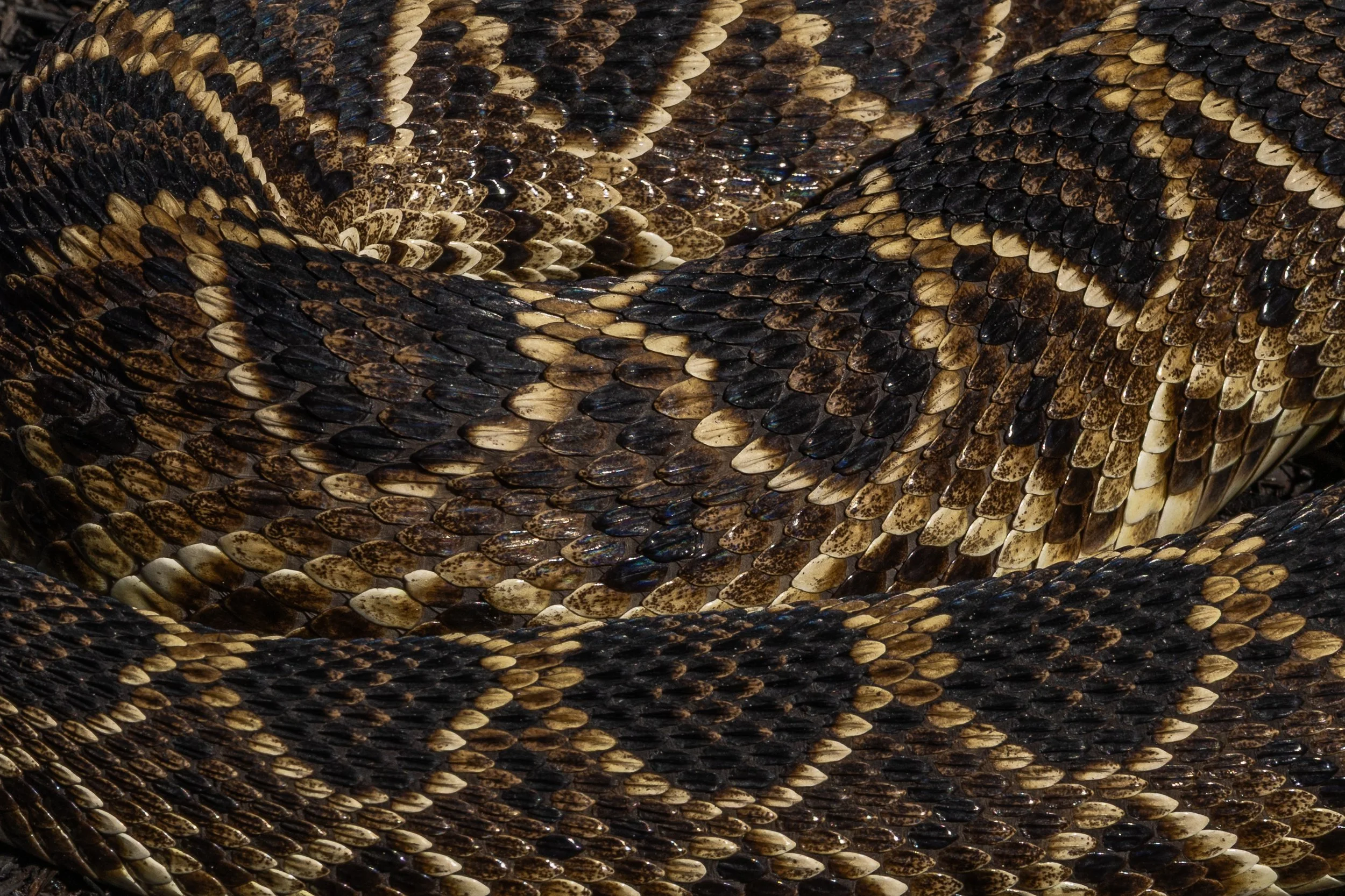Eastern Diamondback Rattlesnake