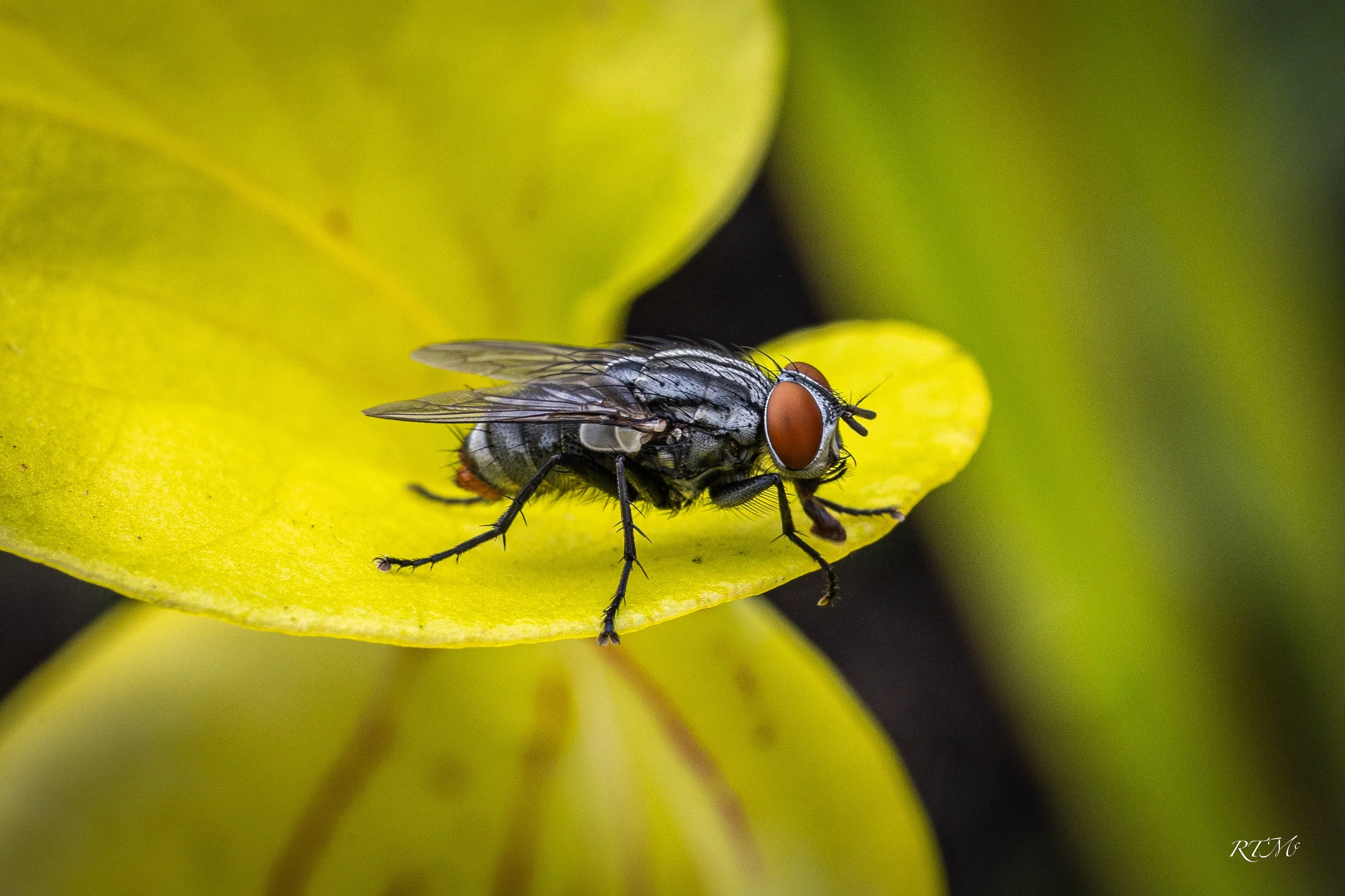 Fly