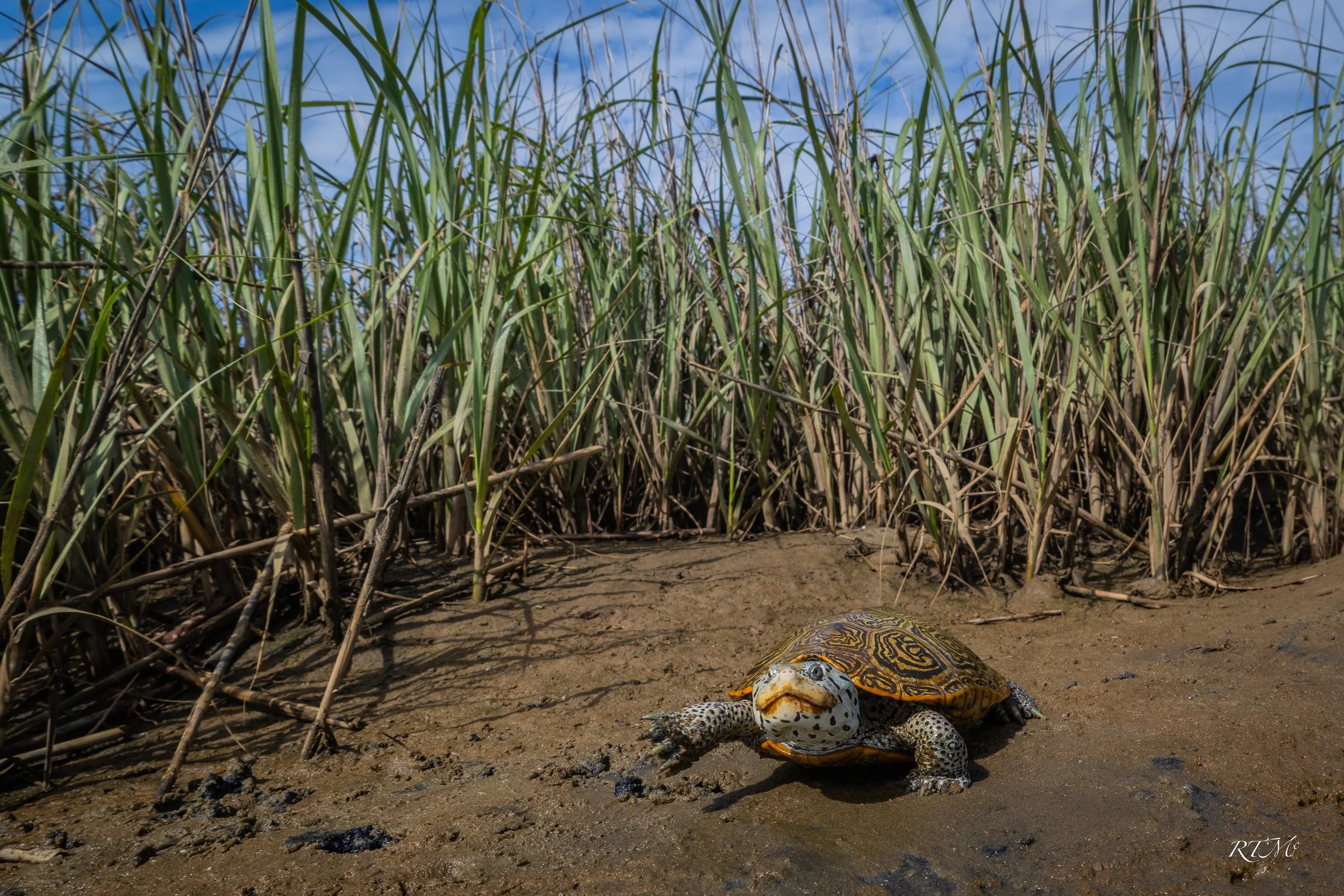 Diamondback Terrapin