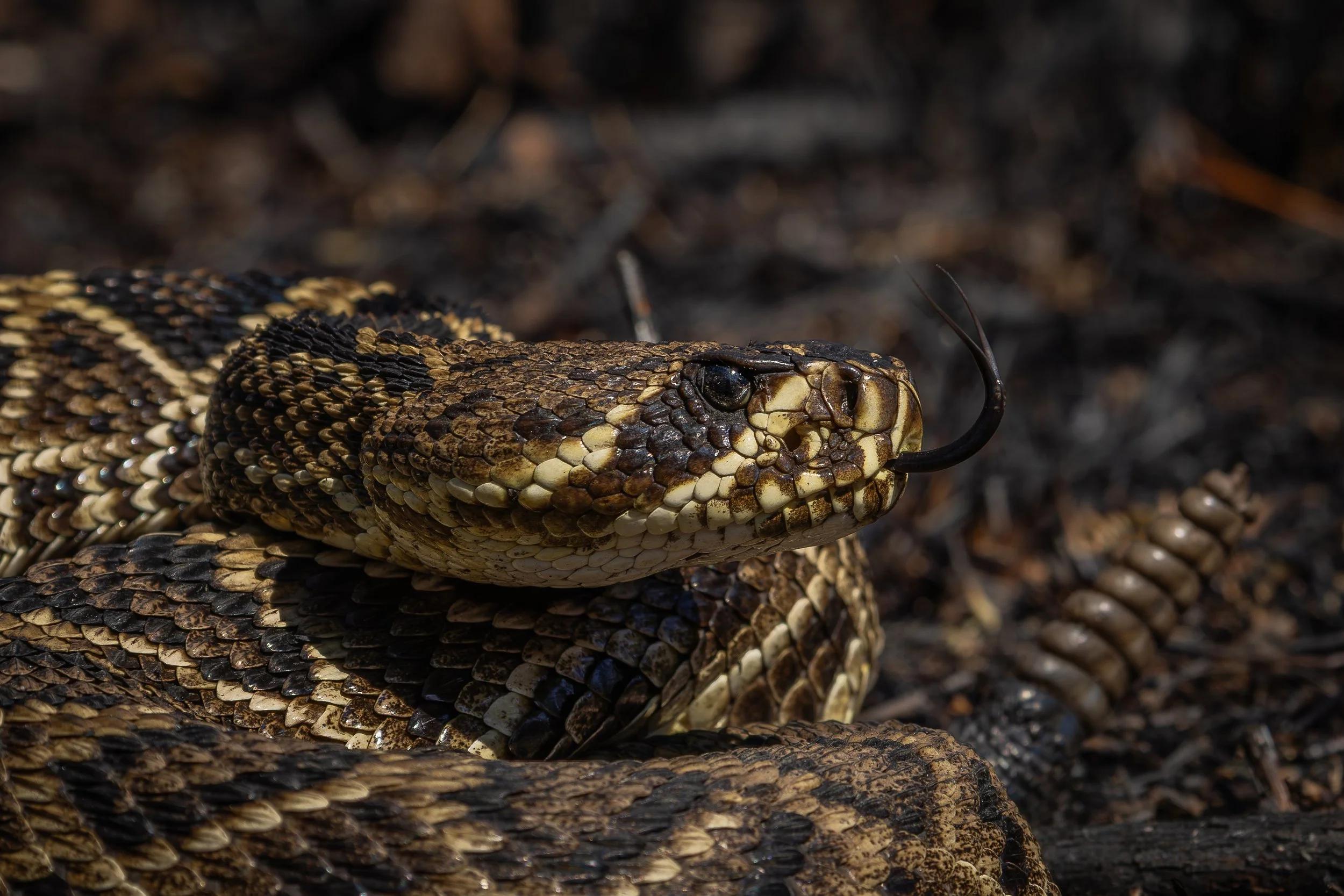 Eastern Diamondback Rattlesnake