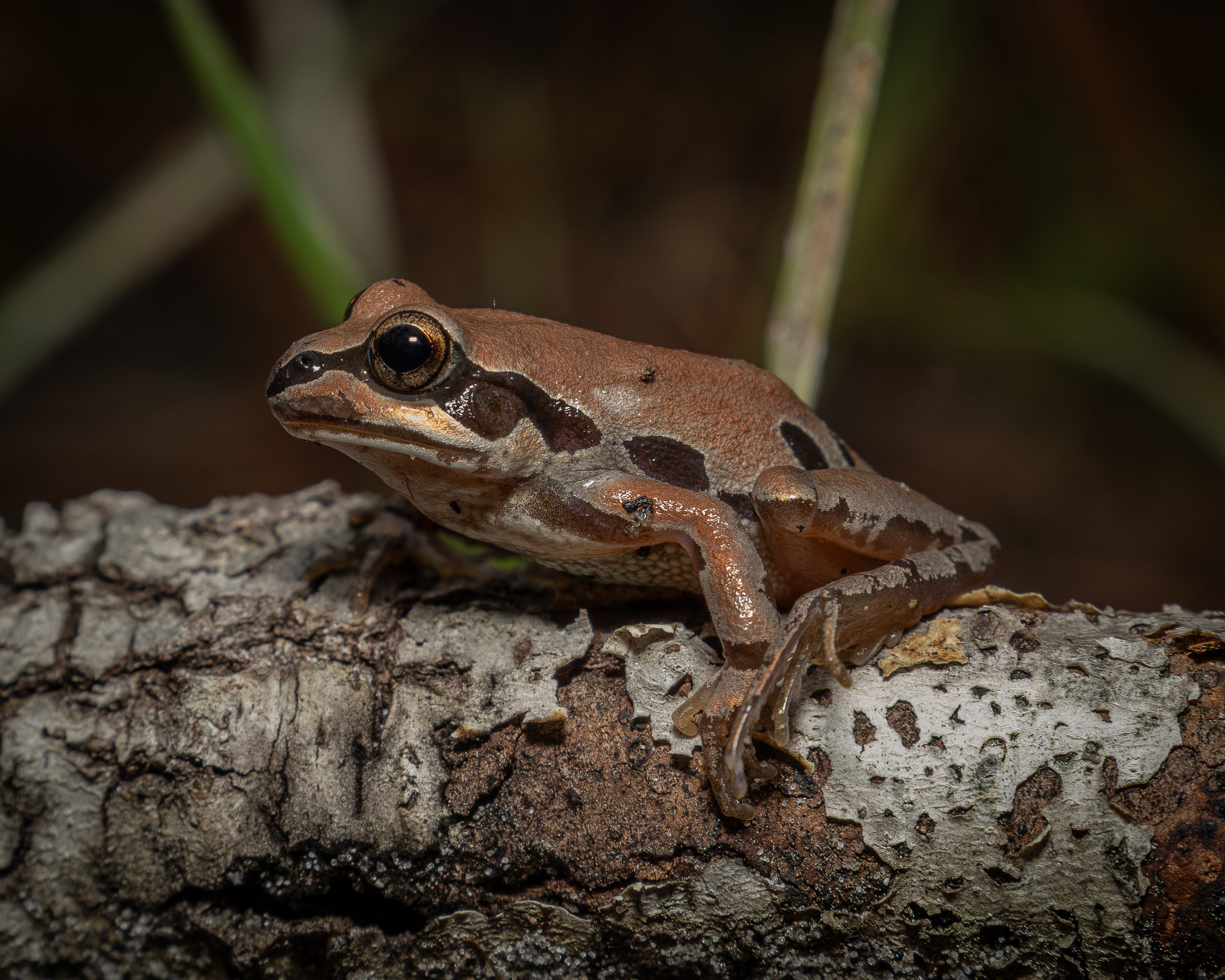 Ornate Chorus Frog