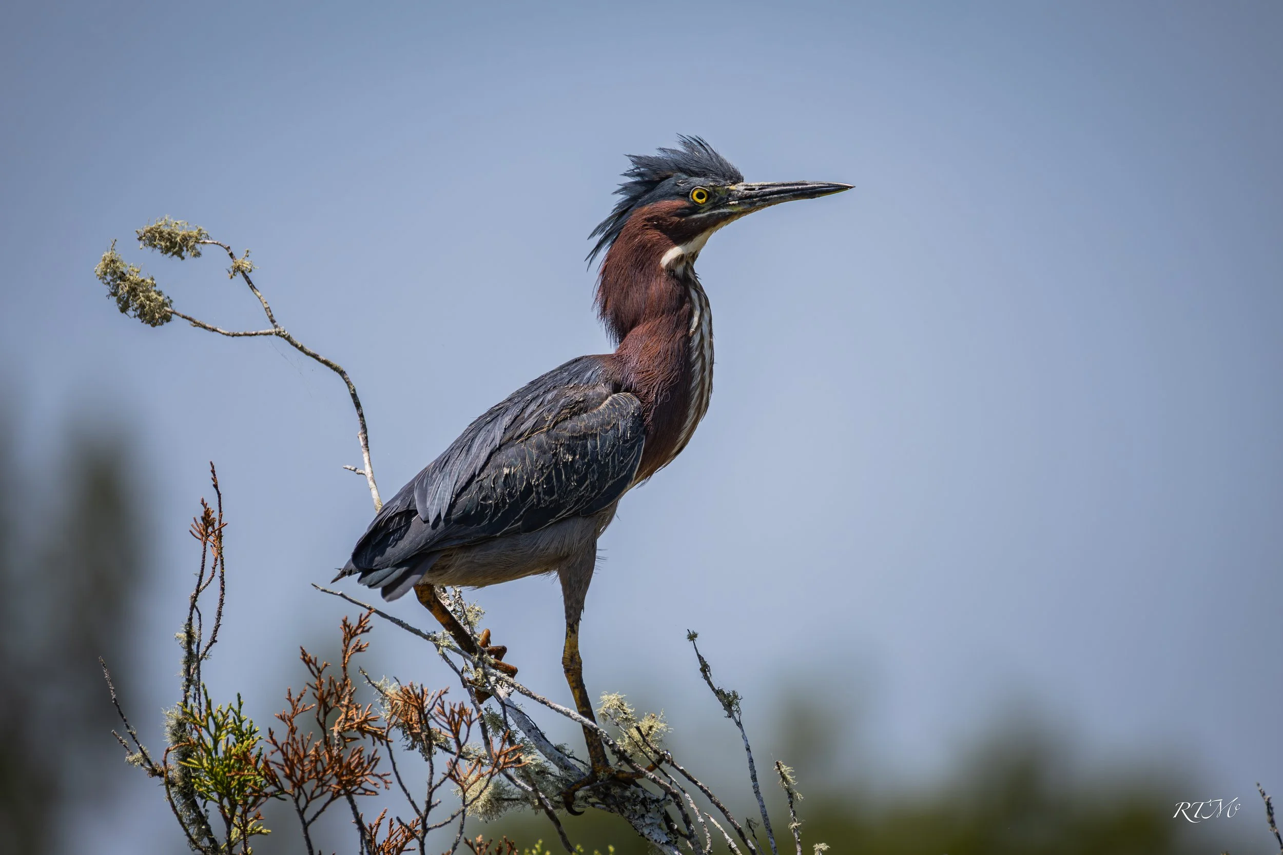 Green Heron