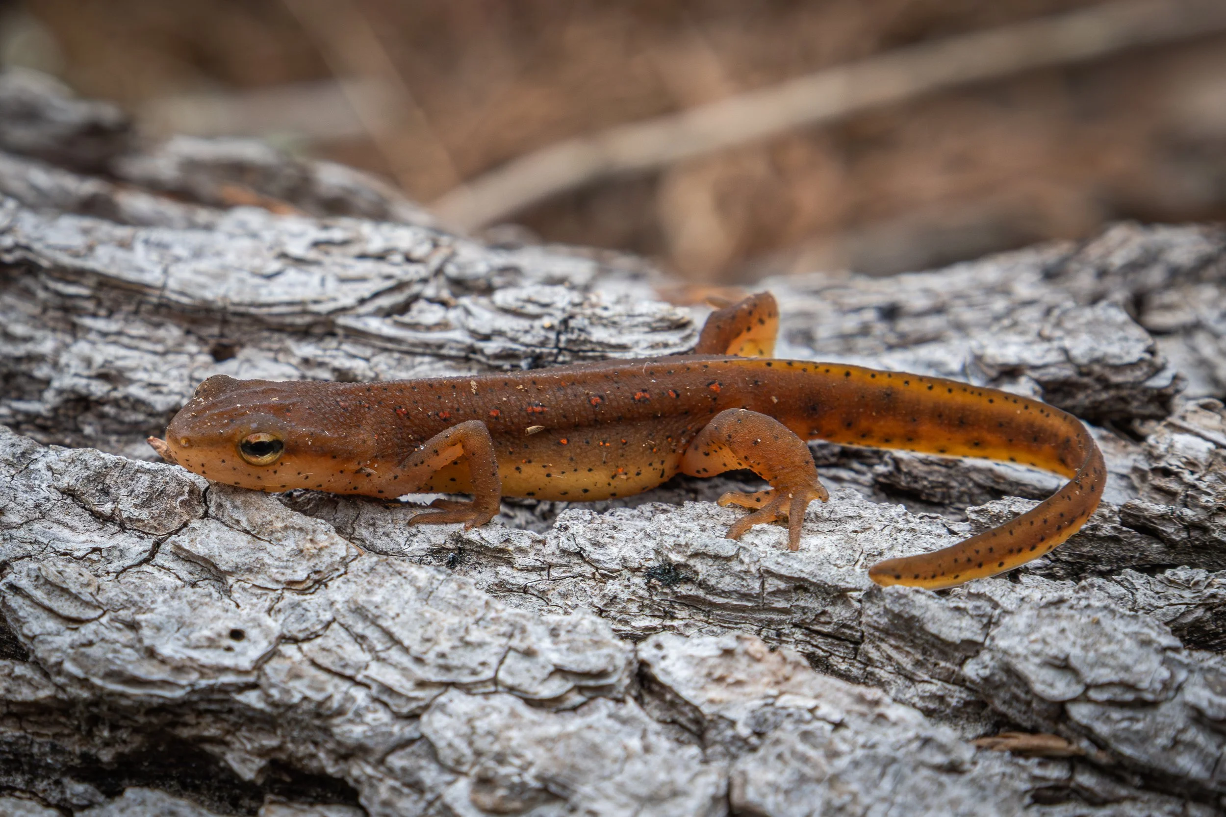Newt Eft
