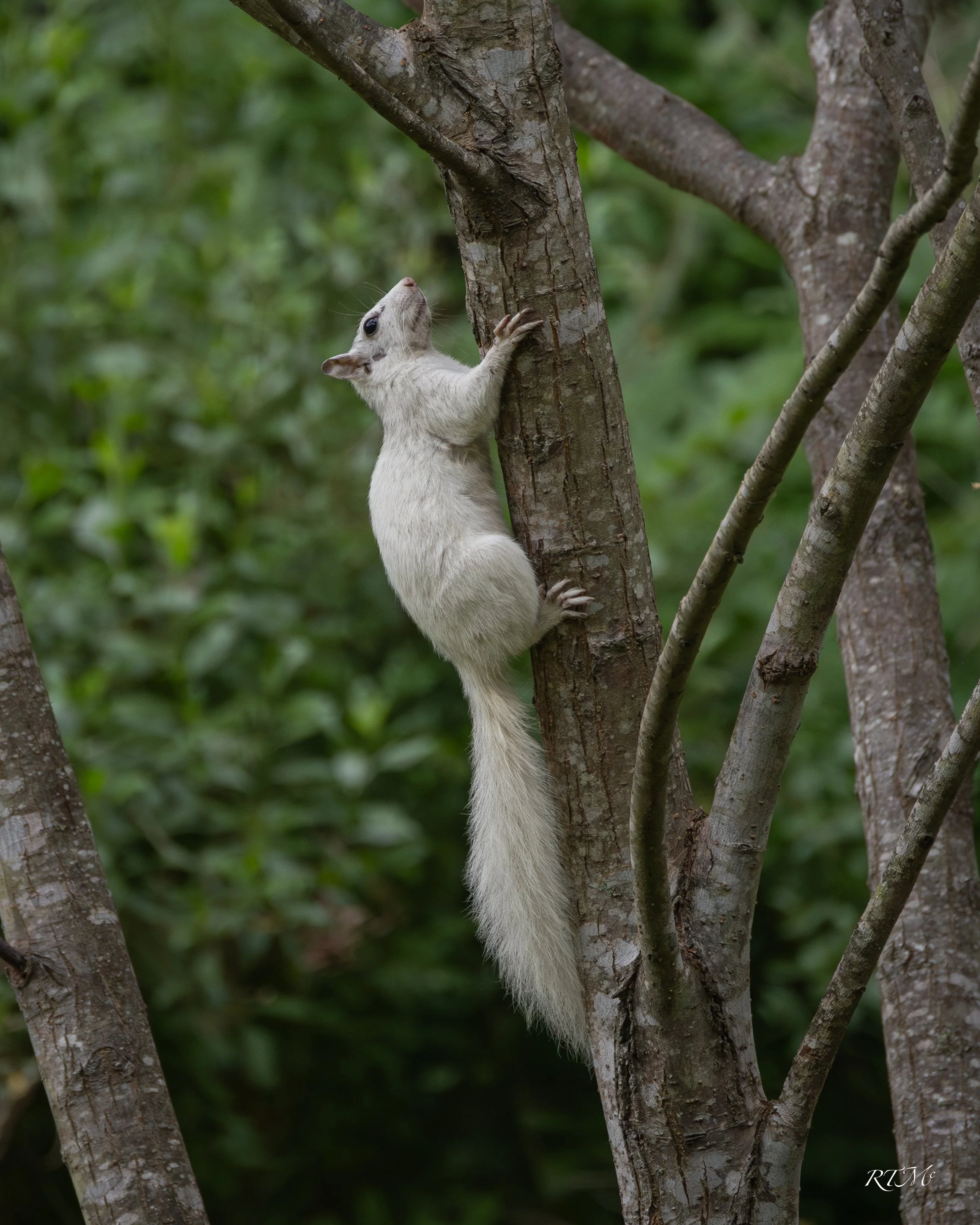 Leucistic Gray Squirrel