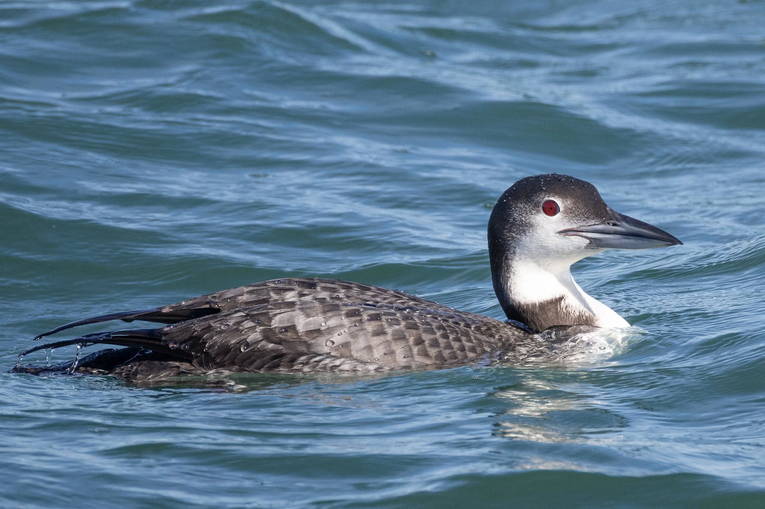 Common Loon