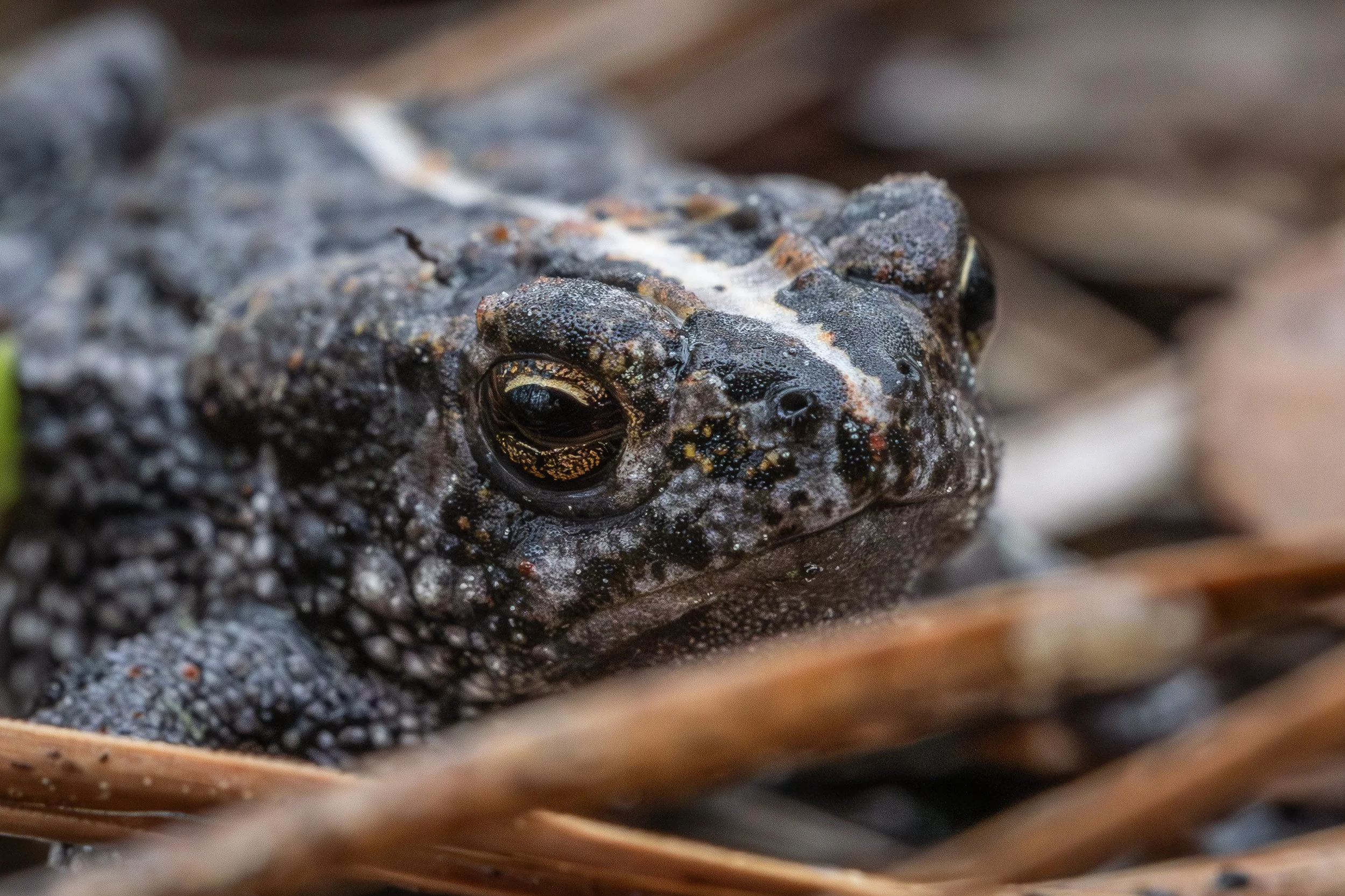 Oak Toad