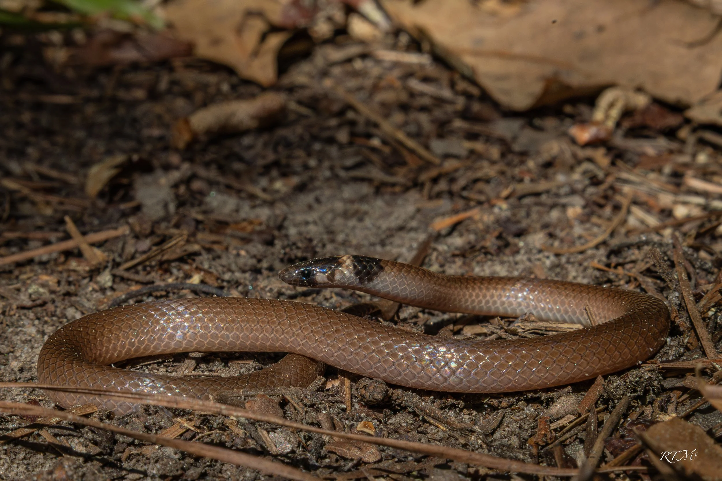 Southeastern Crowned Snake