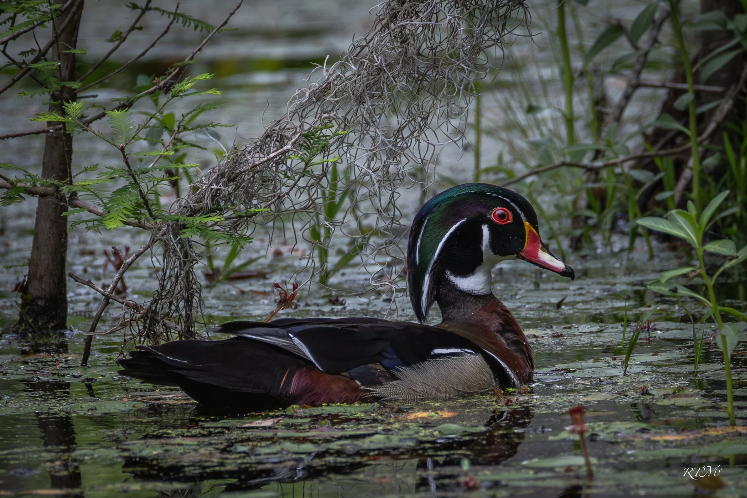 Wood Duck