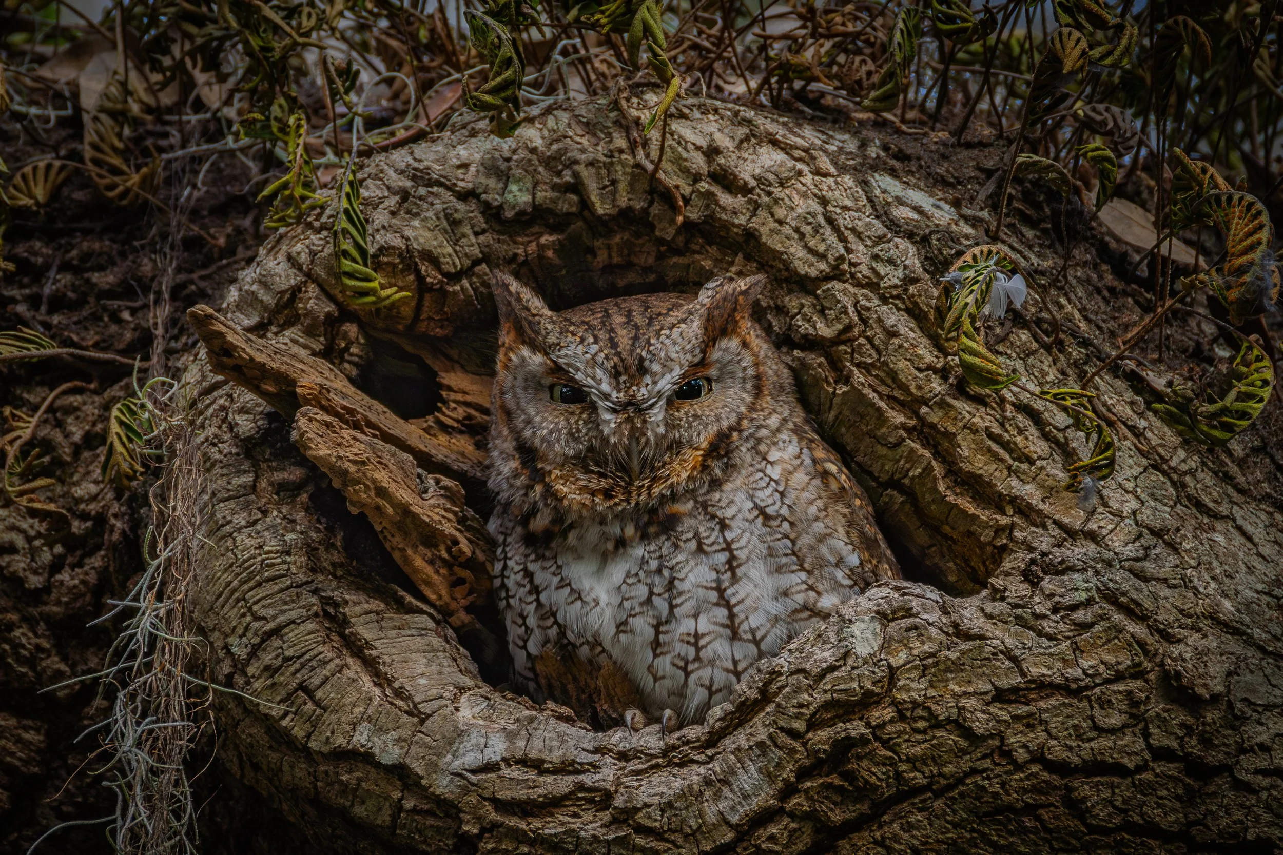 Eastern Screech Owl