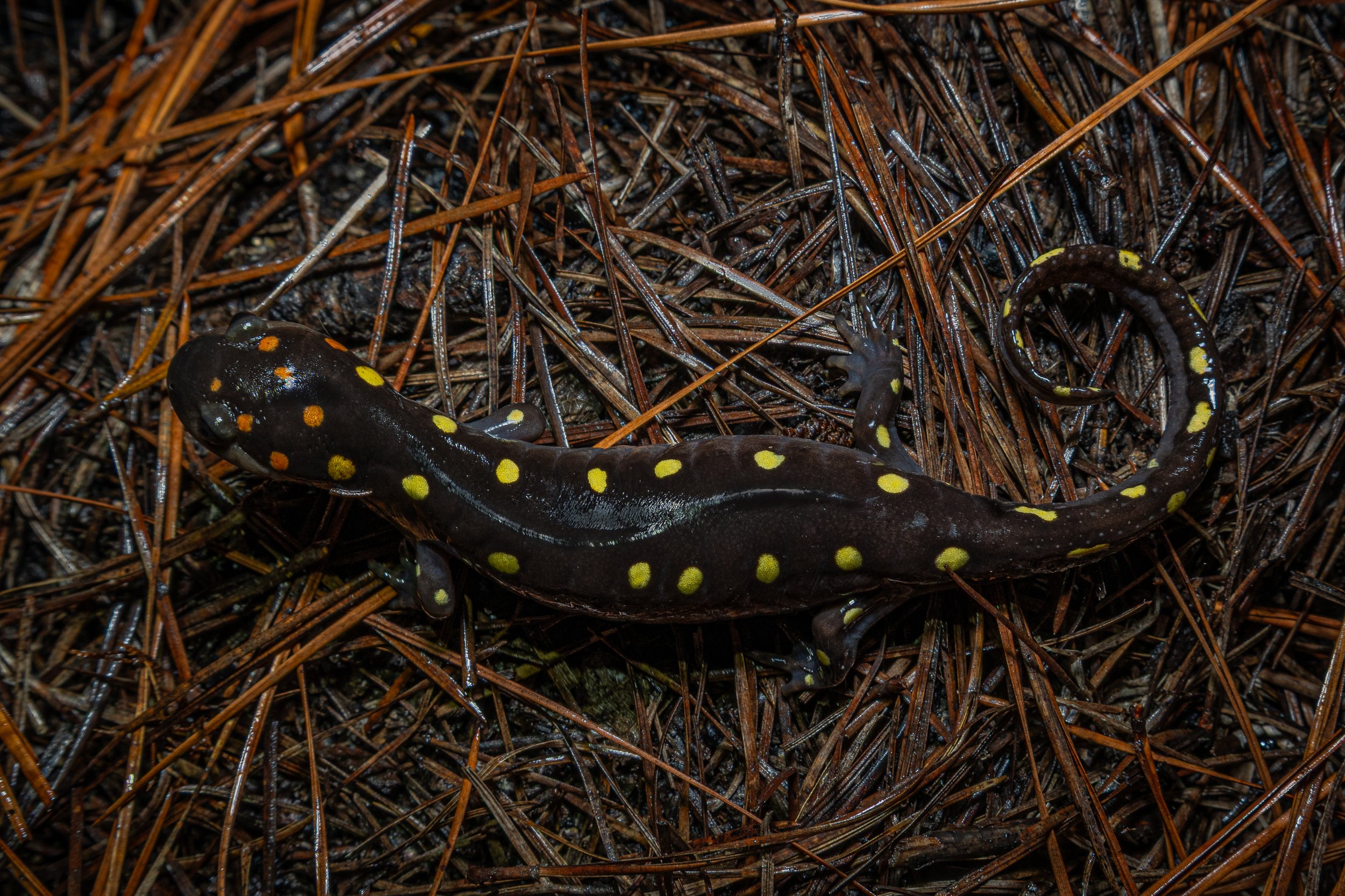 Spotted Salamander