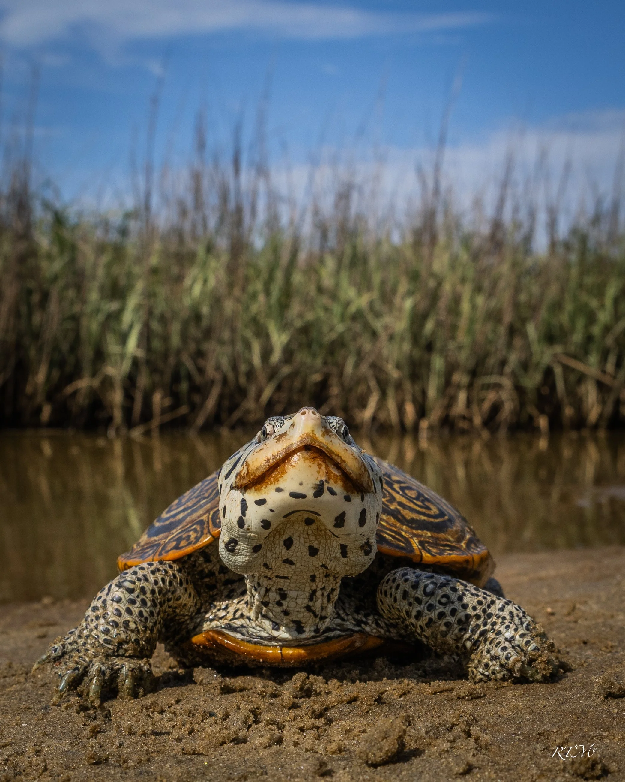 Diamondback Terrapin