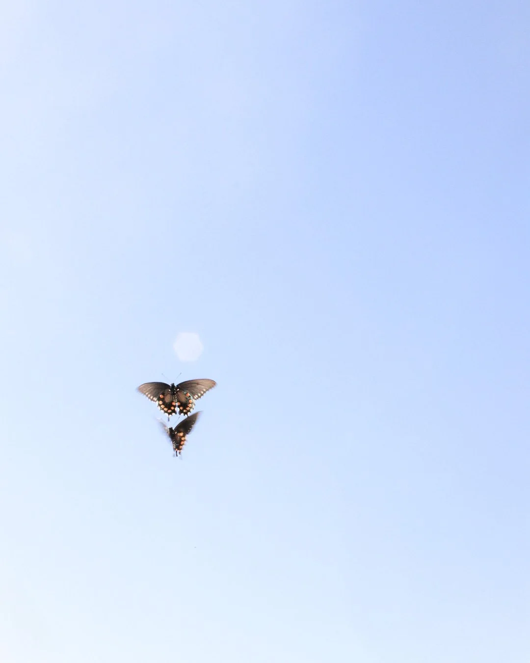 Two butterflies flying in a clear blue sky.