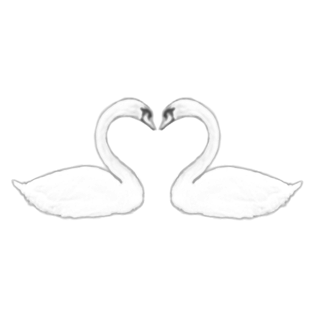 Two swans facing each other with necks curved to form a heart shape.