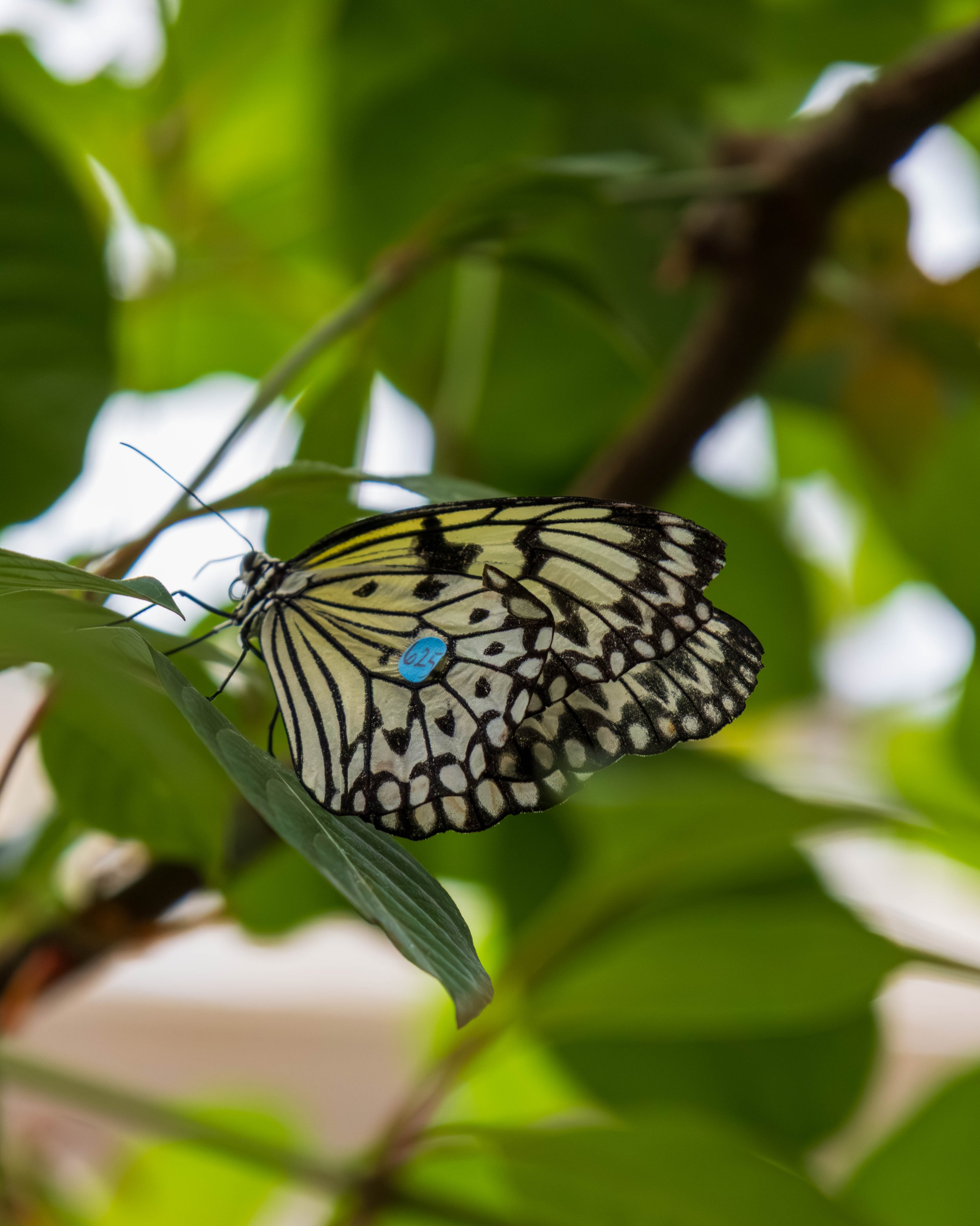 Butterfly Pavillion-11.JPG