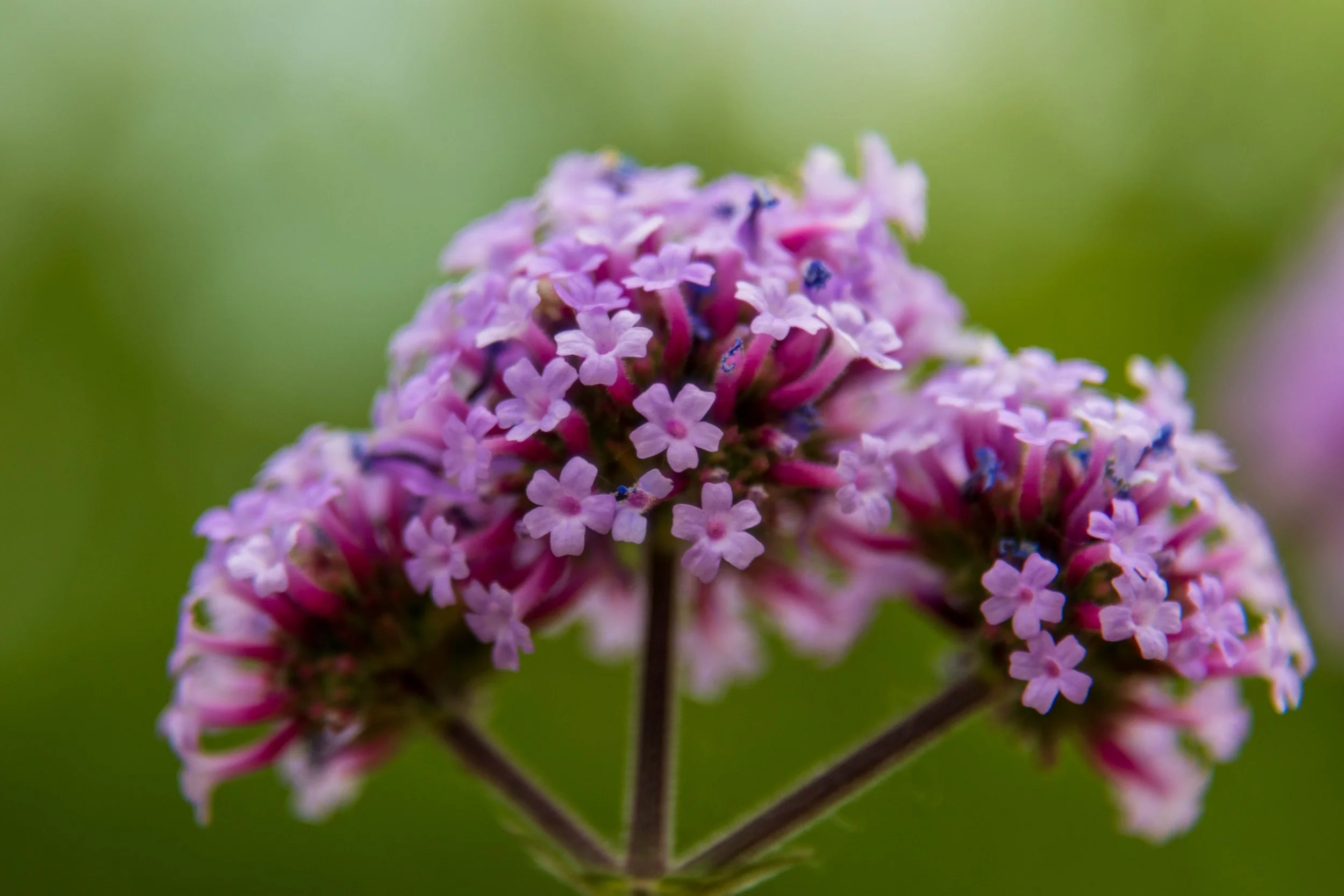 24-105 Macro-2.jpg