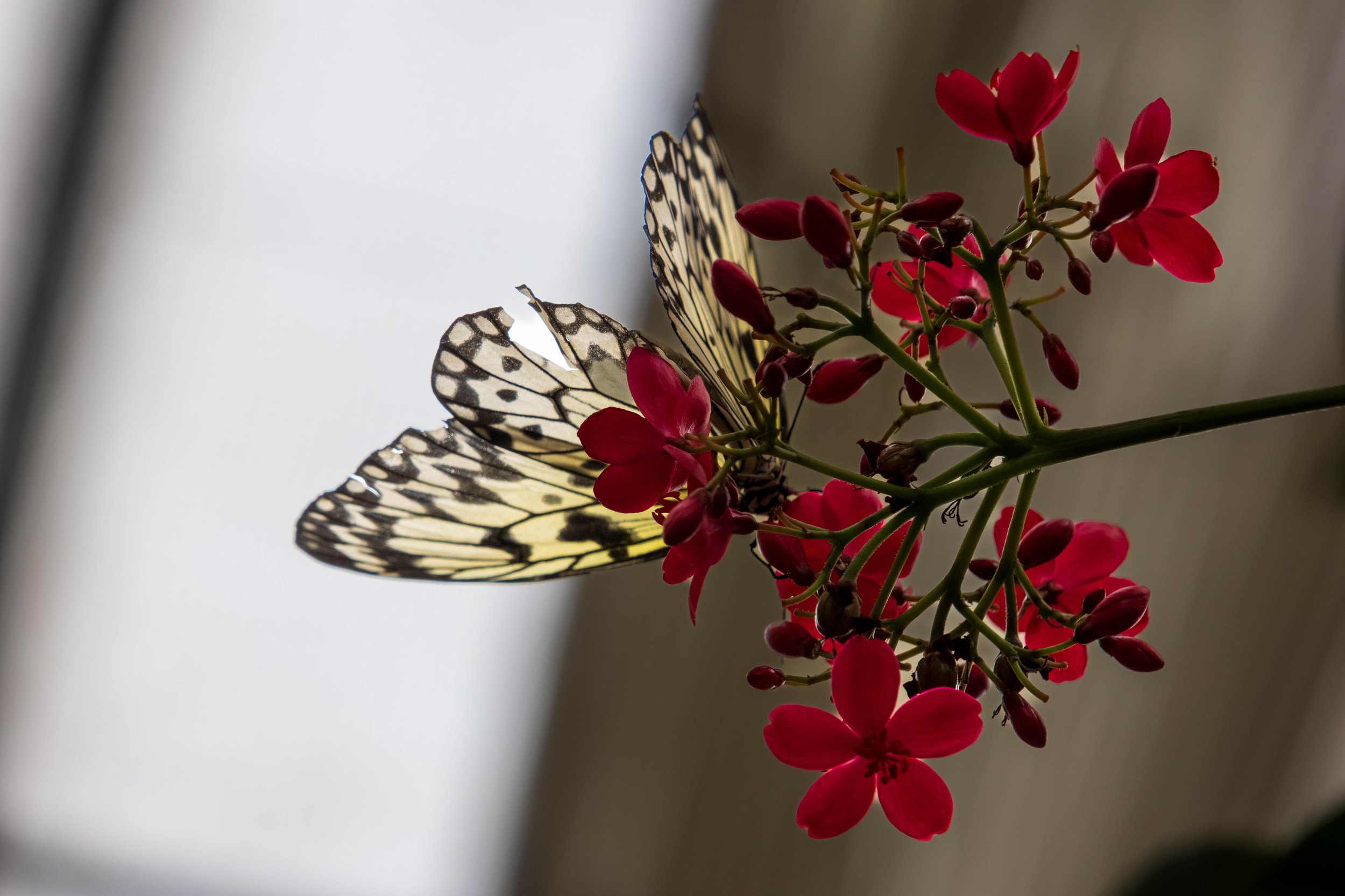Butterfly Pavillion-36.JPG