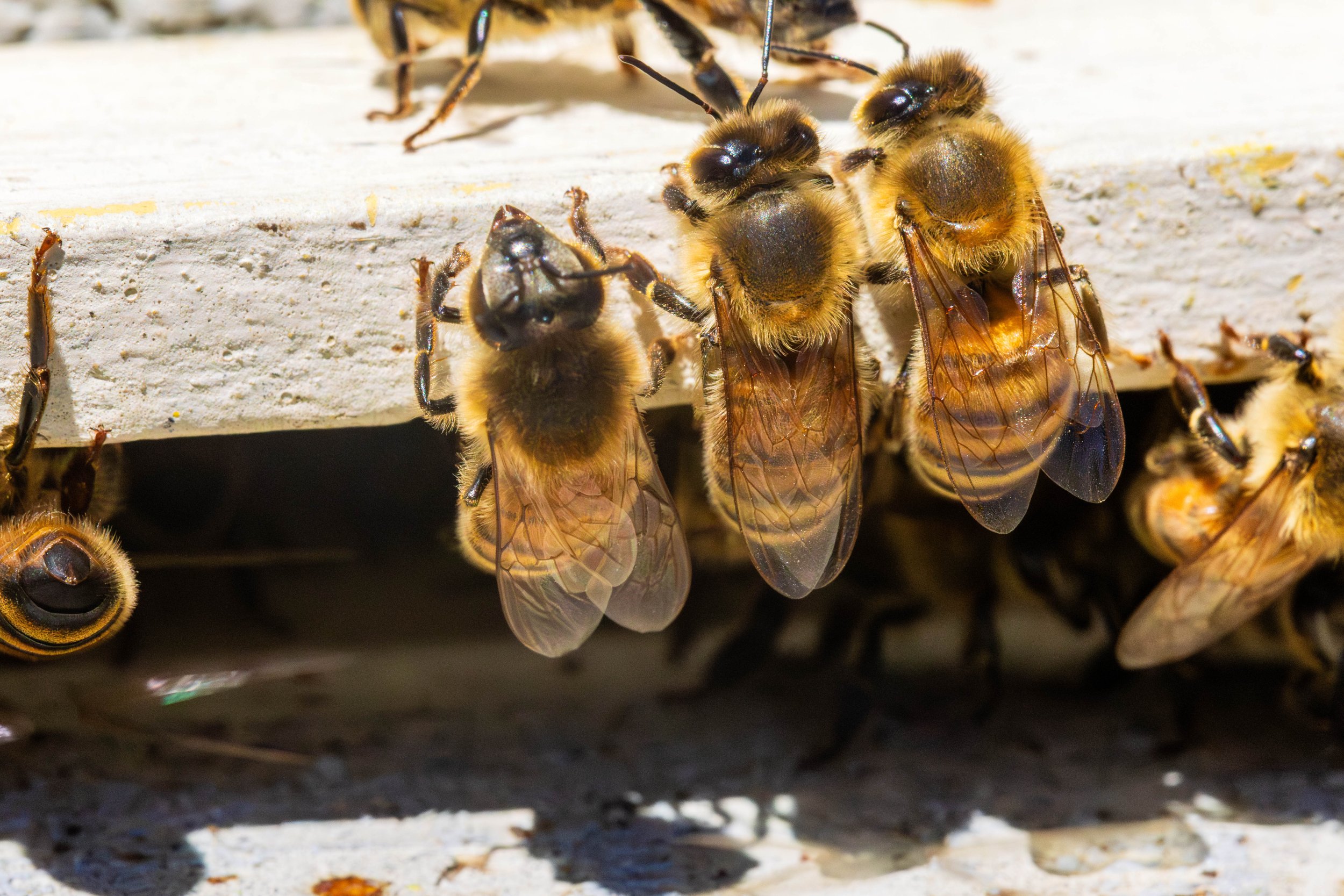 Bees and Things-12.JPG