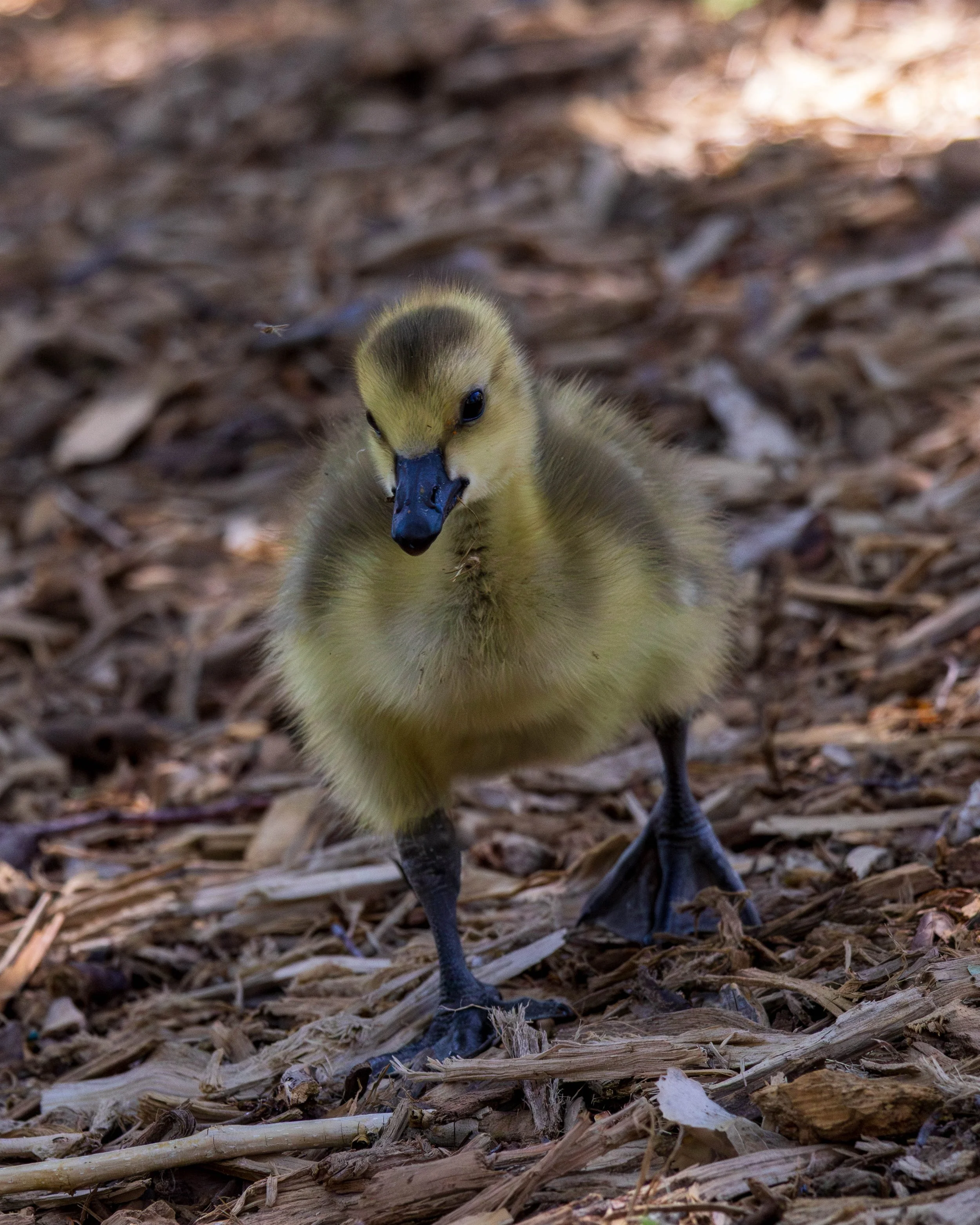 Zoo-87.JPG