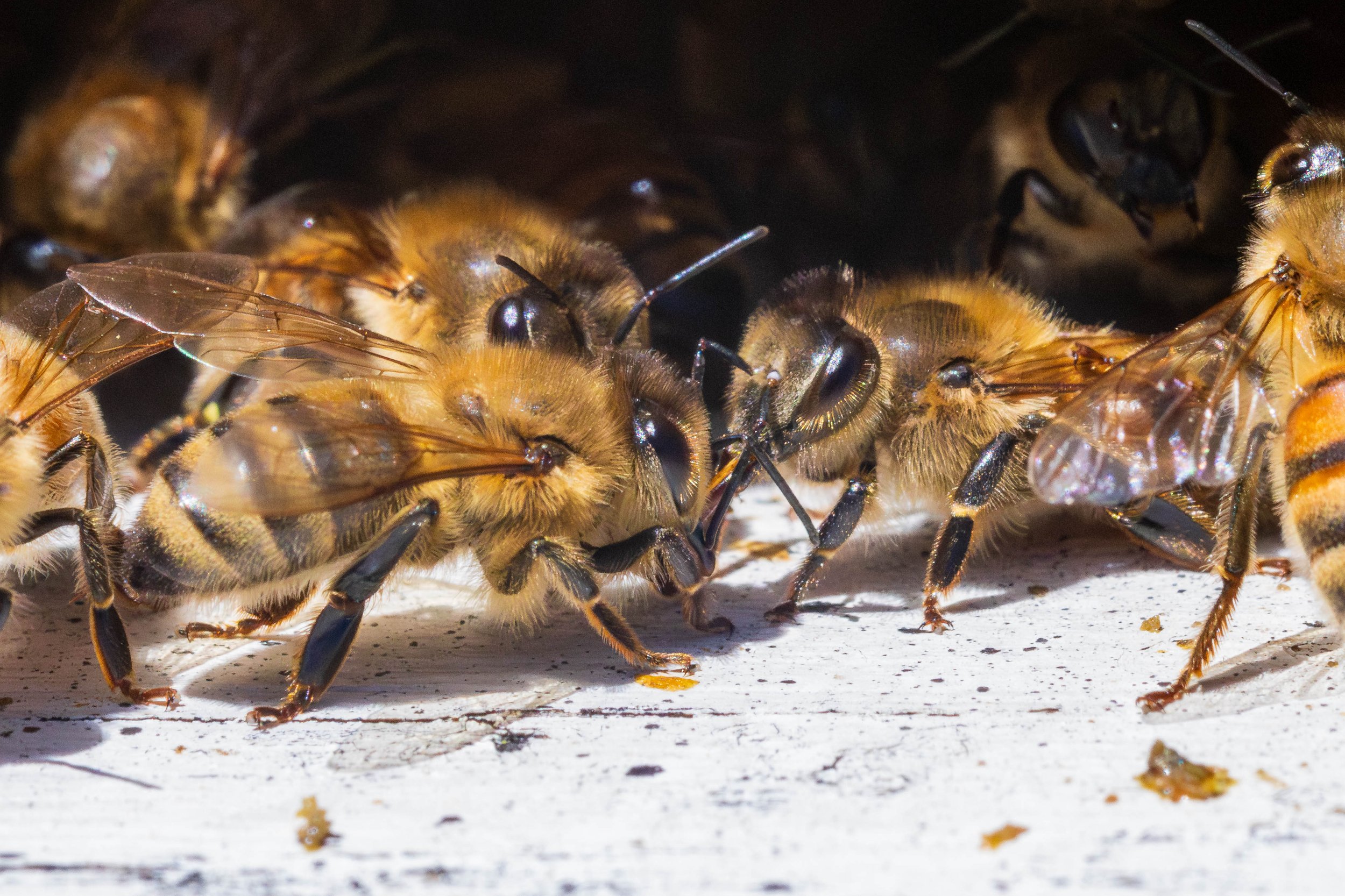 Bees and Things-21.JPG