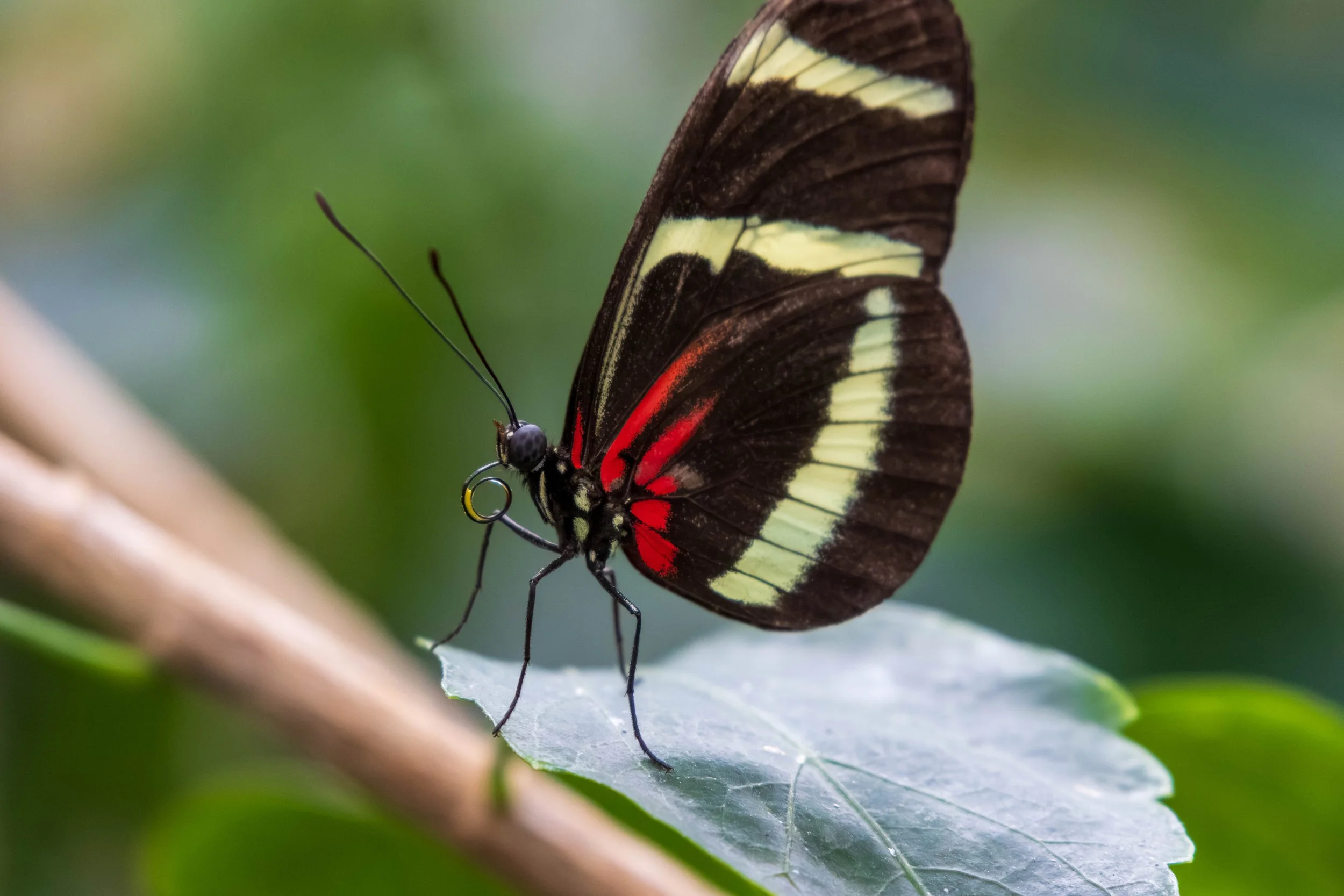 Butterfly Pavillion-12.JPG