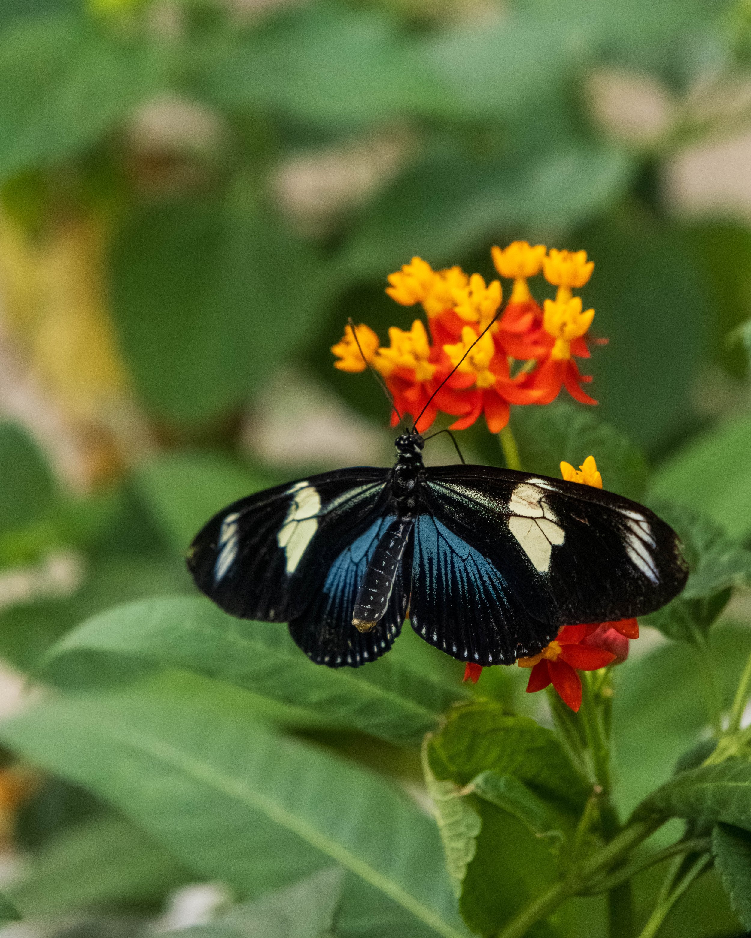 Butterfly Pavillion-26.JPG