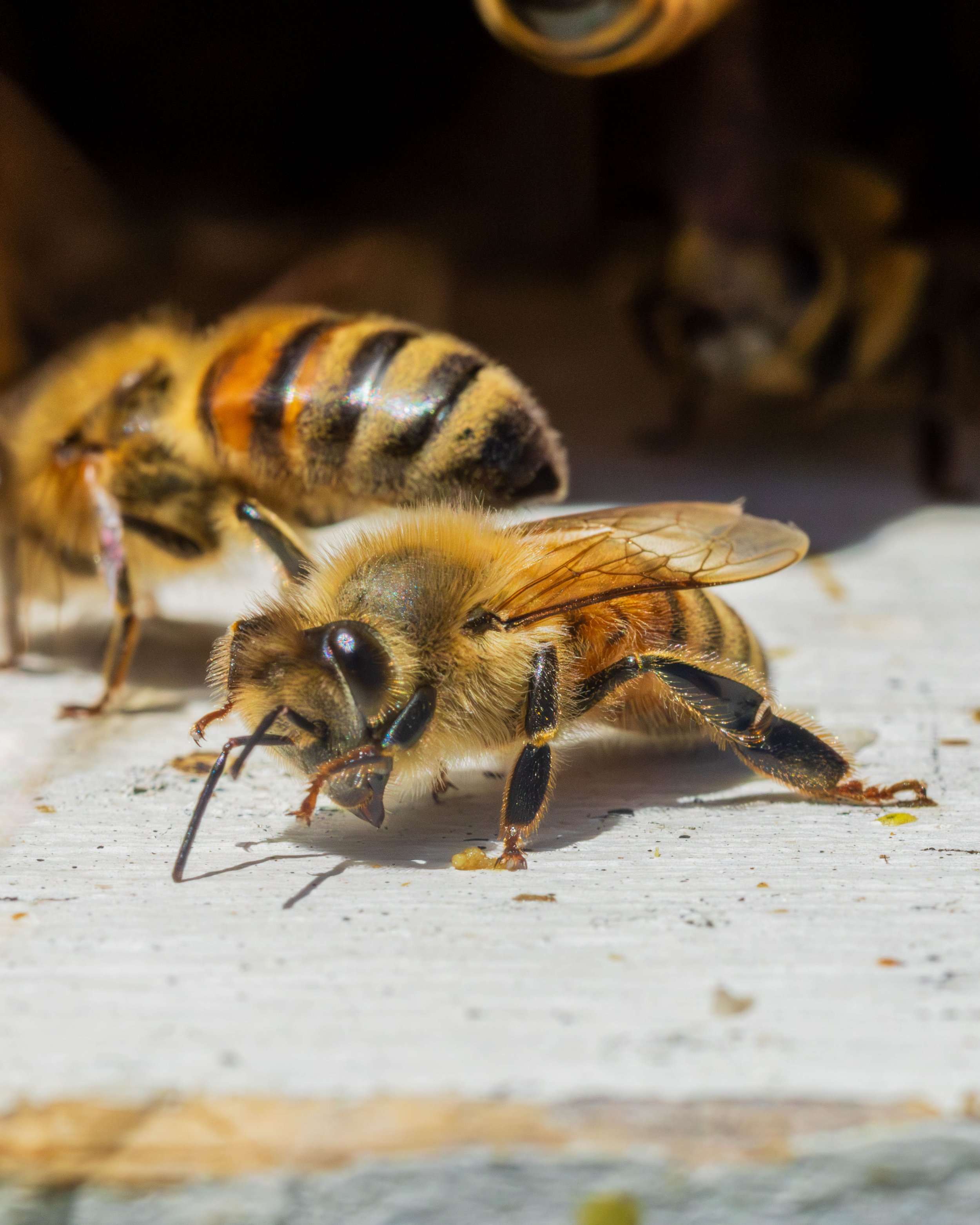Bees and Things-19.JPG