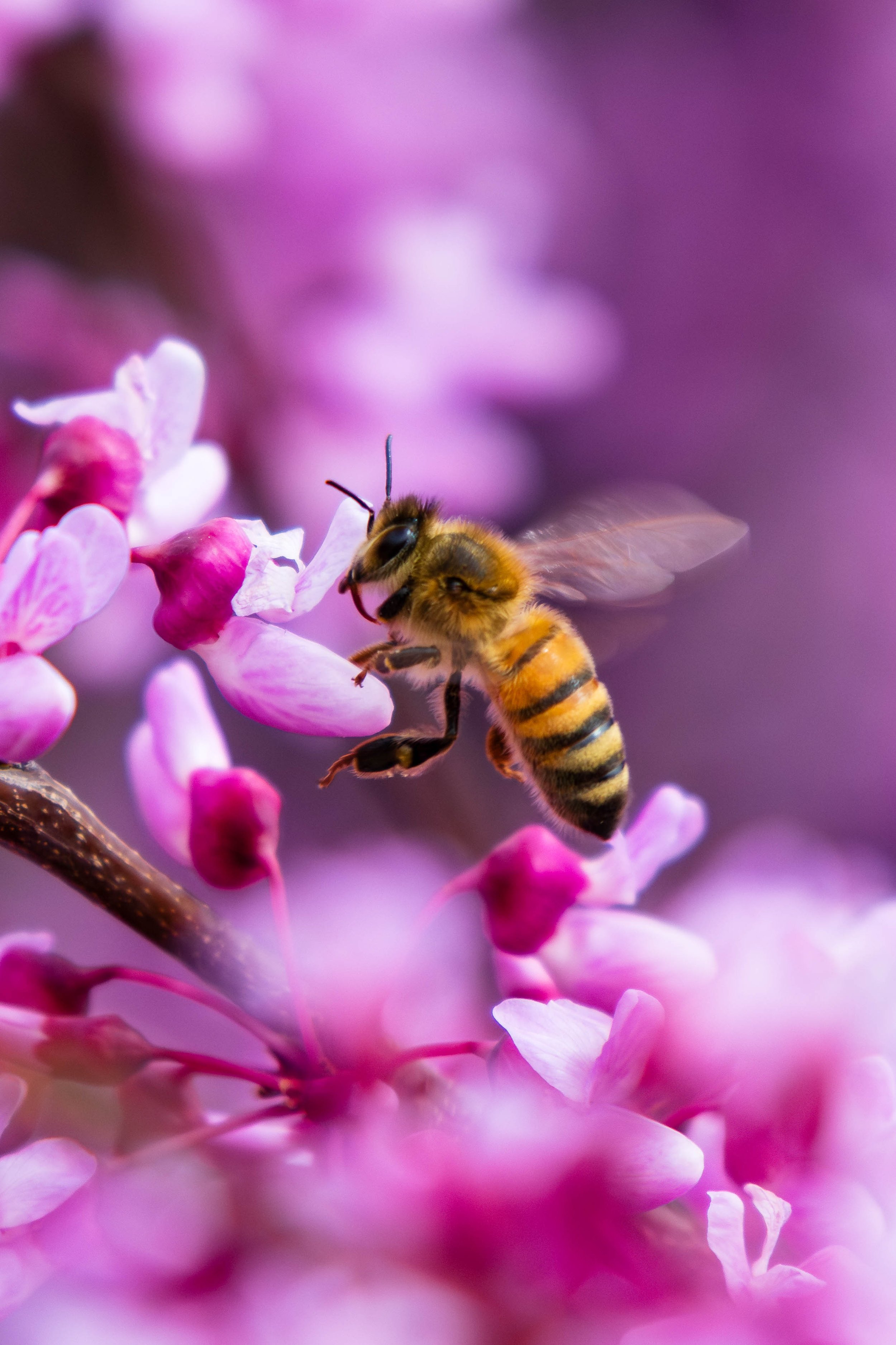 Bees-4.JPG
