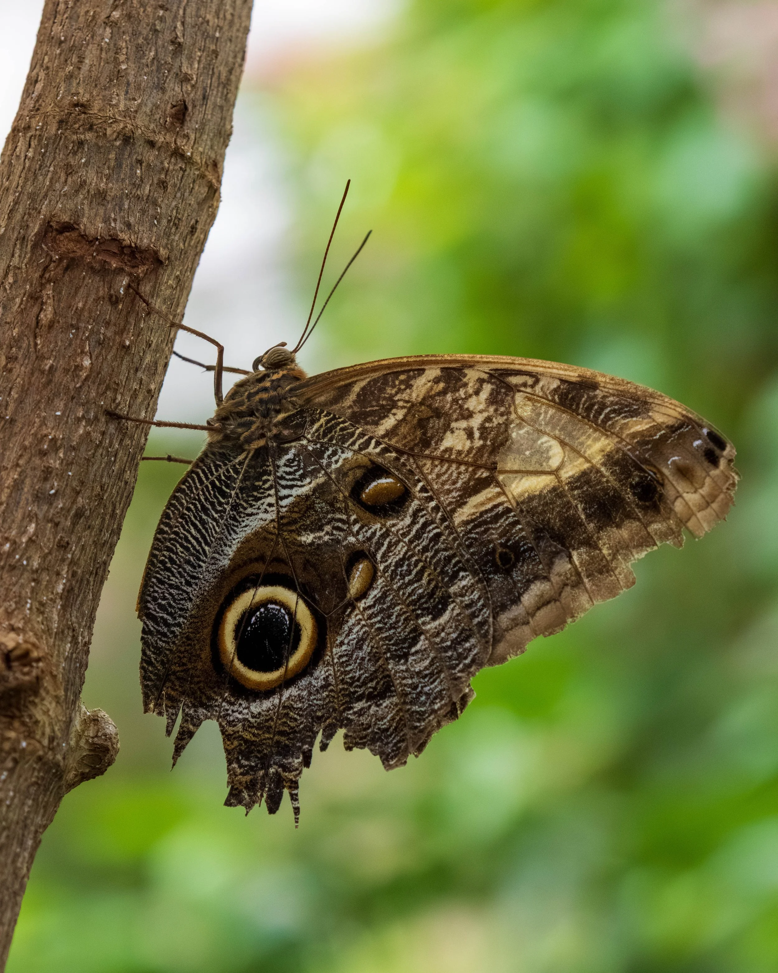 Butterfly Pavillion-4.JPG