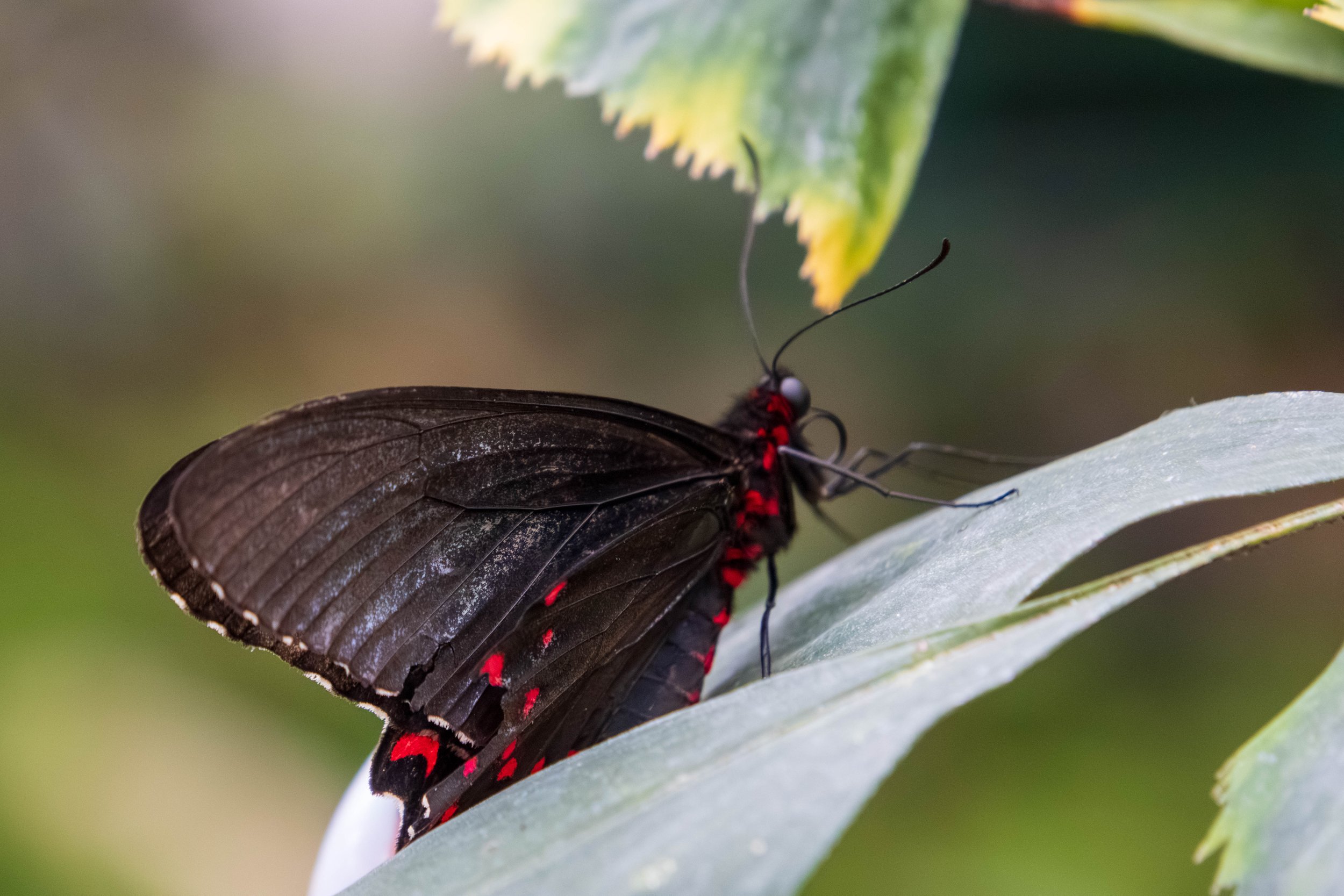 Butterfly Pavillion-5.JPG