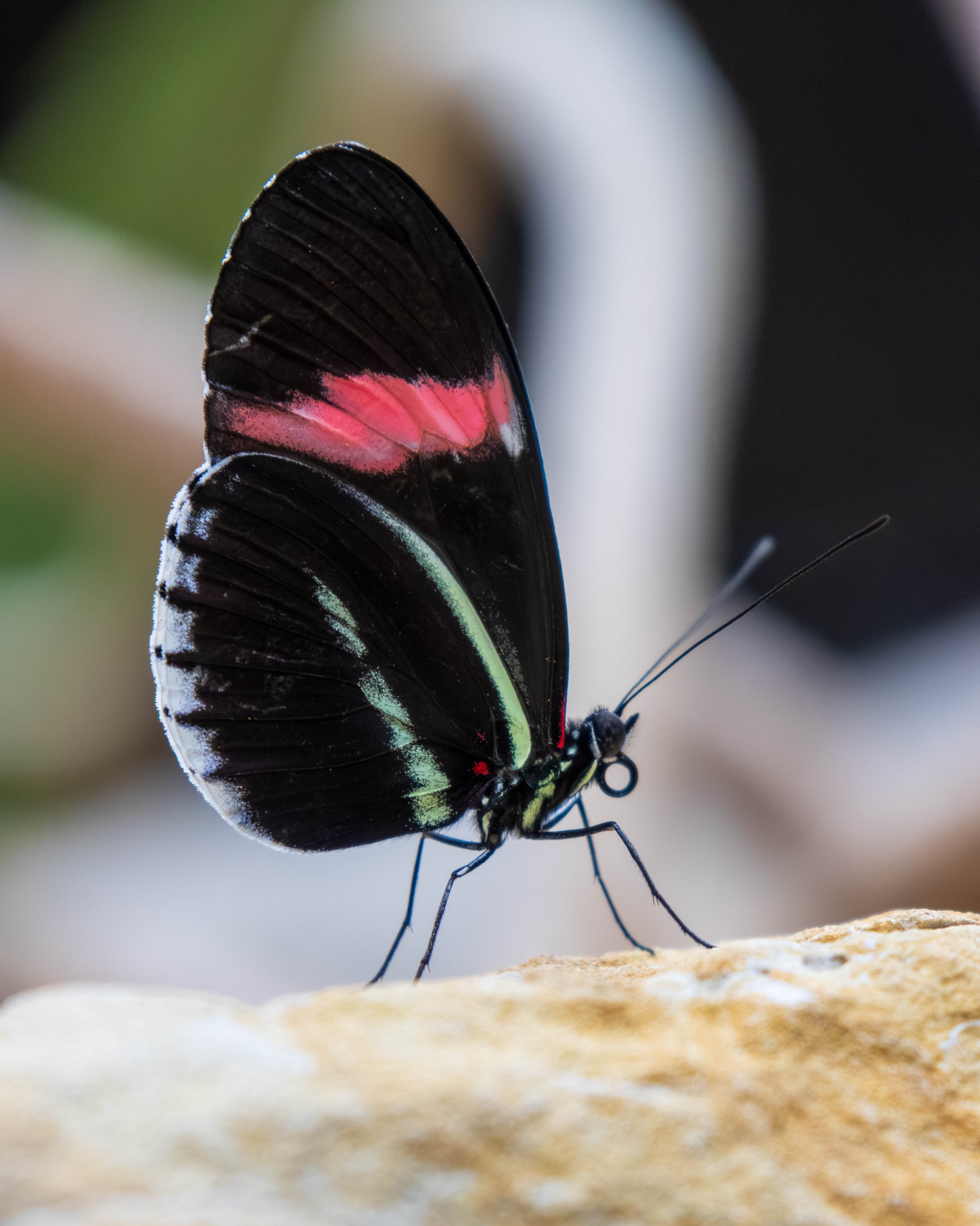 Butterfly Pavillion-30.JPG