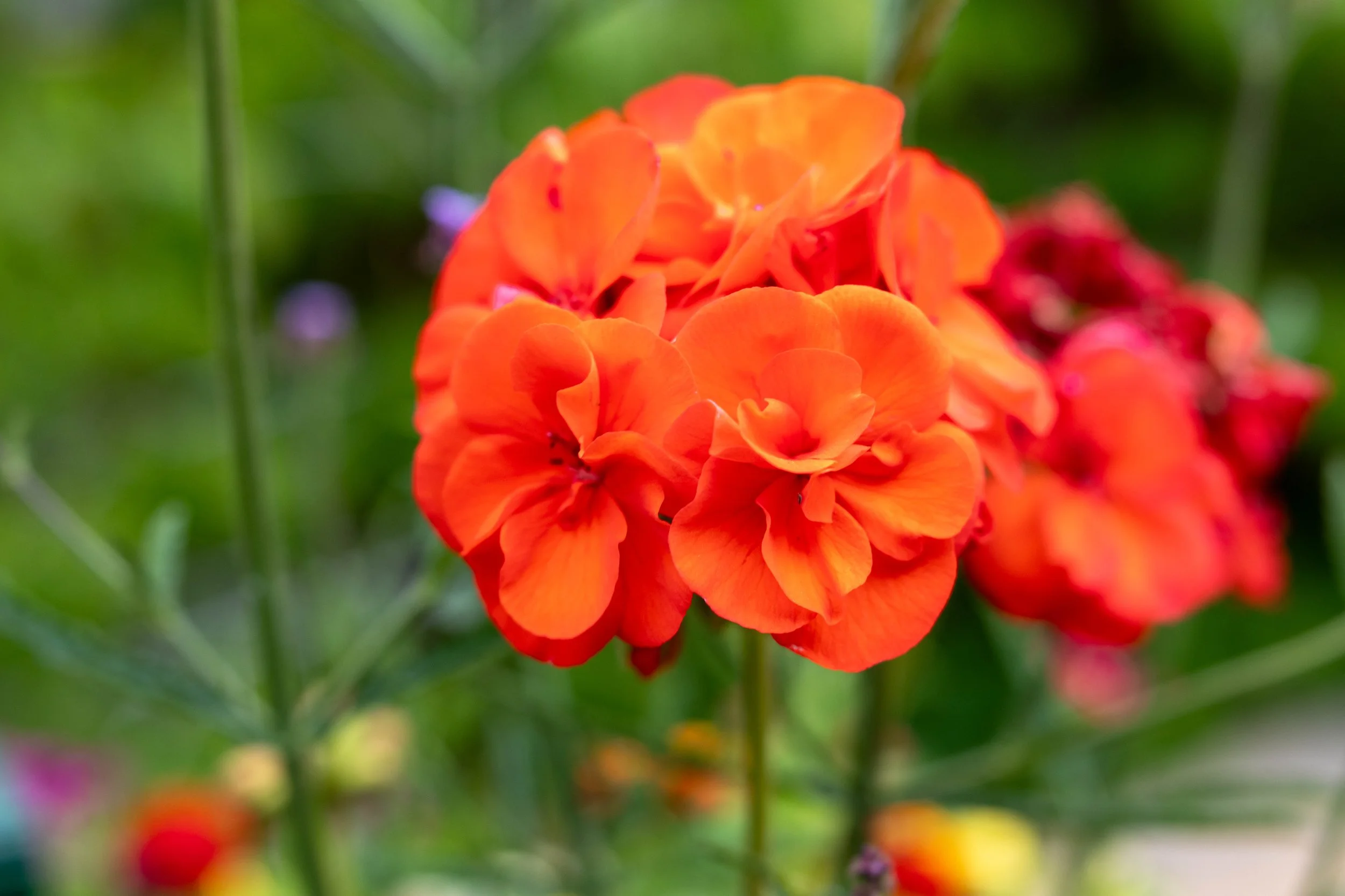 Tamron Normal-1.jpg