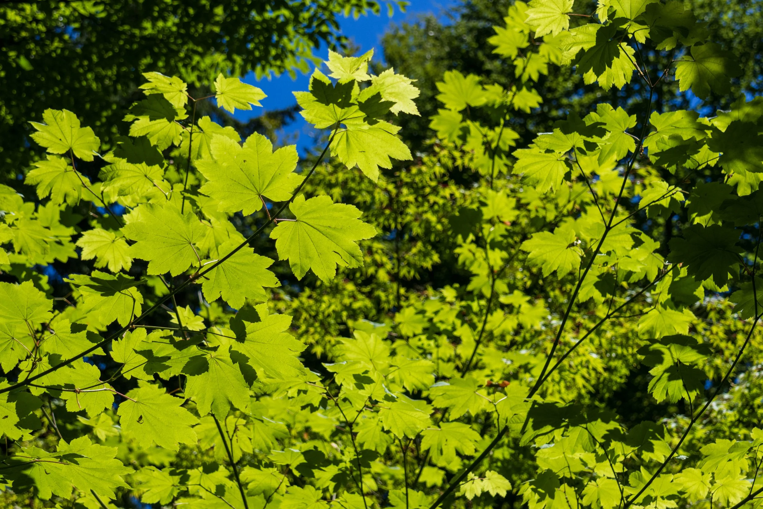 Oregon Trip-81 - Copy.JPG
