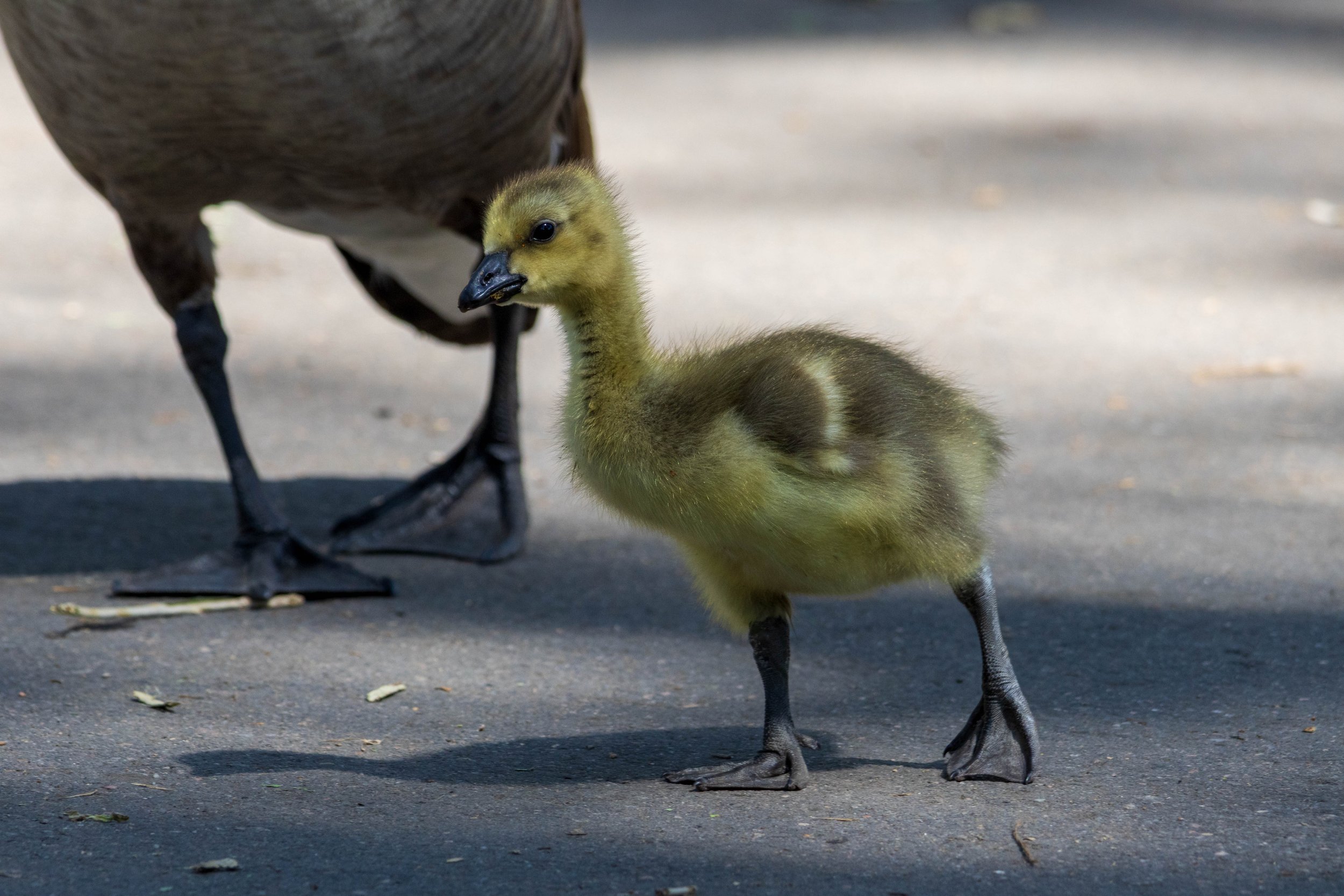 Zoo-89.JPG