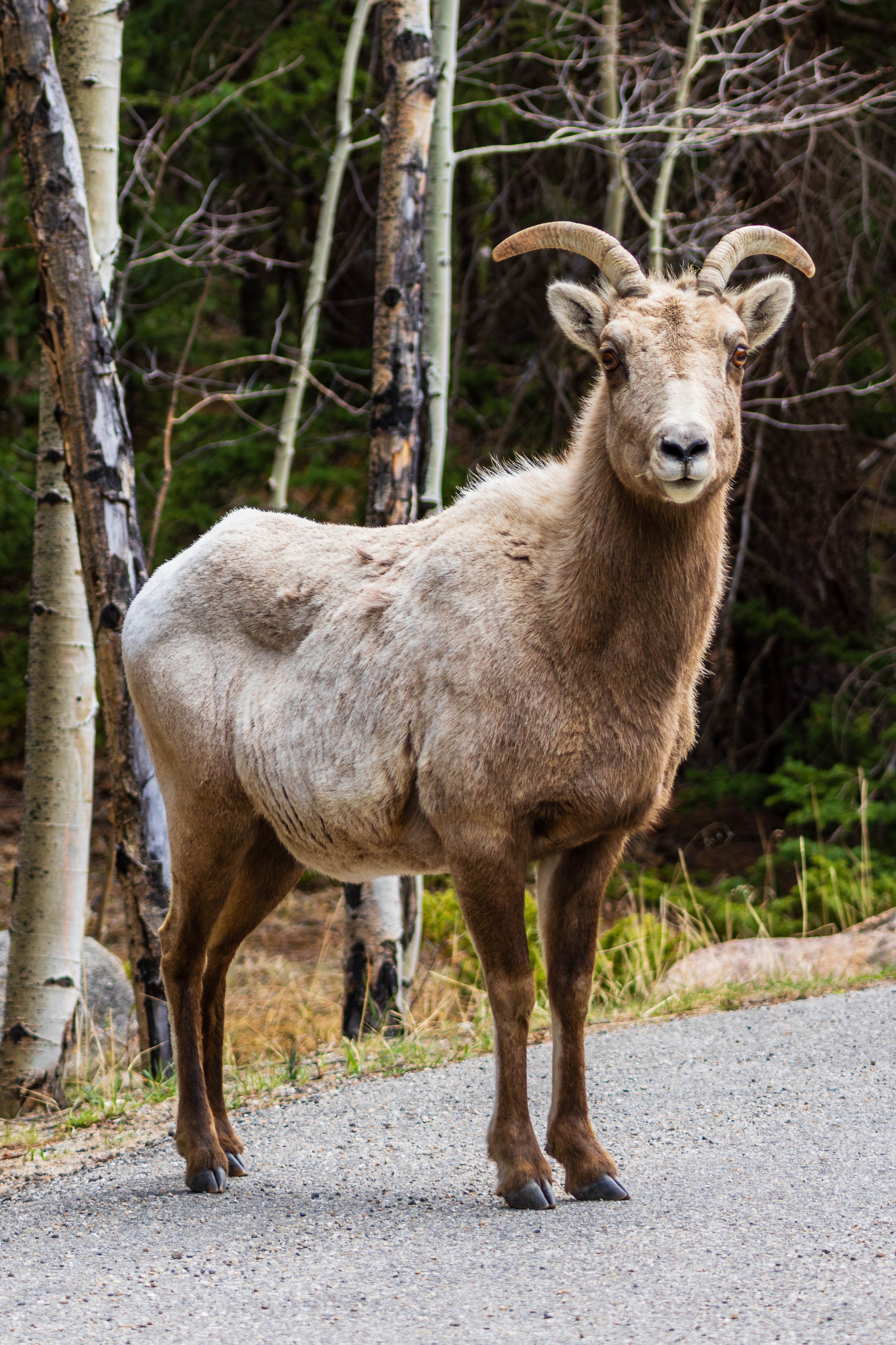 Guanella-14.JPG