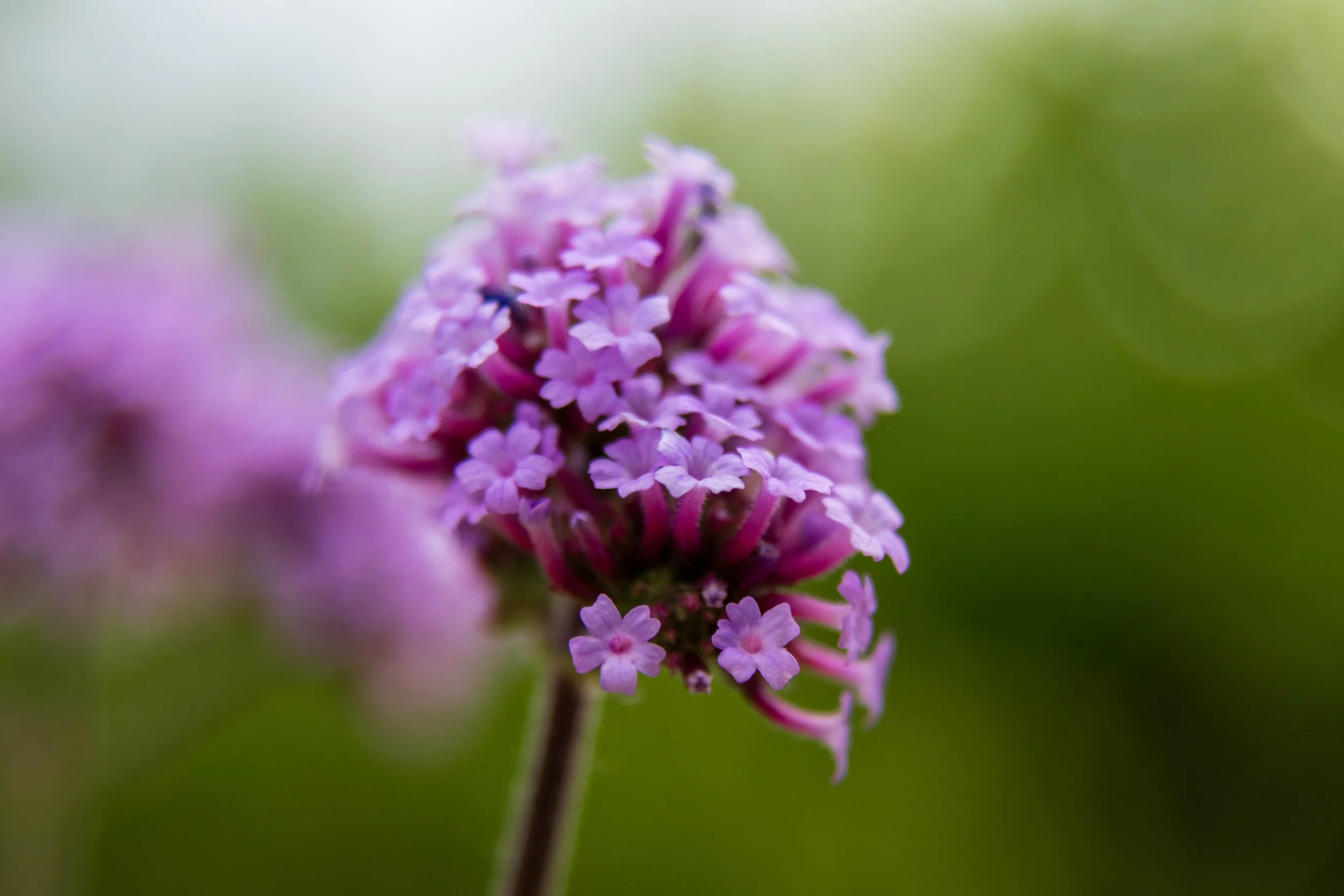 24-105 Macro-1.jpg
