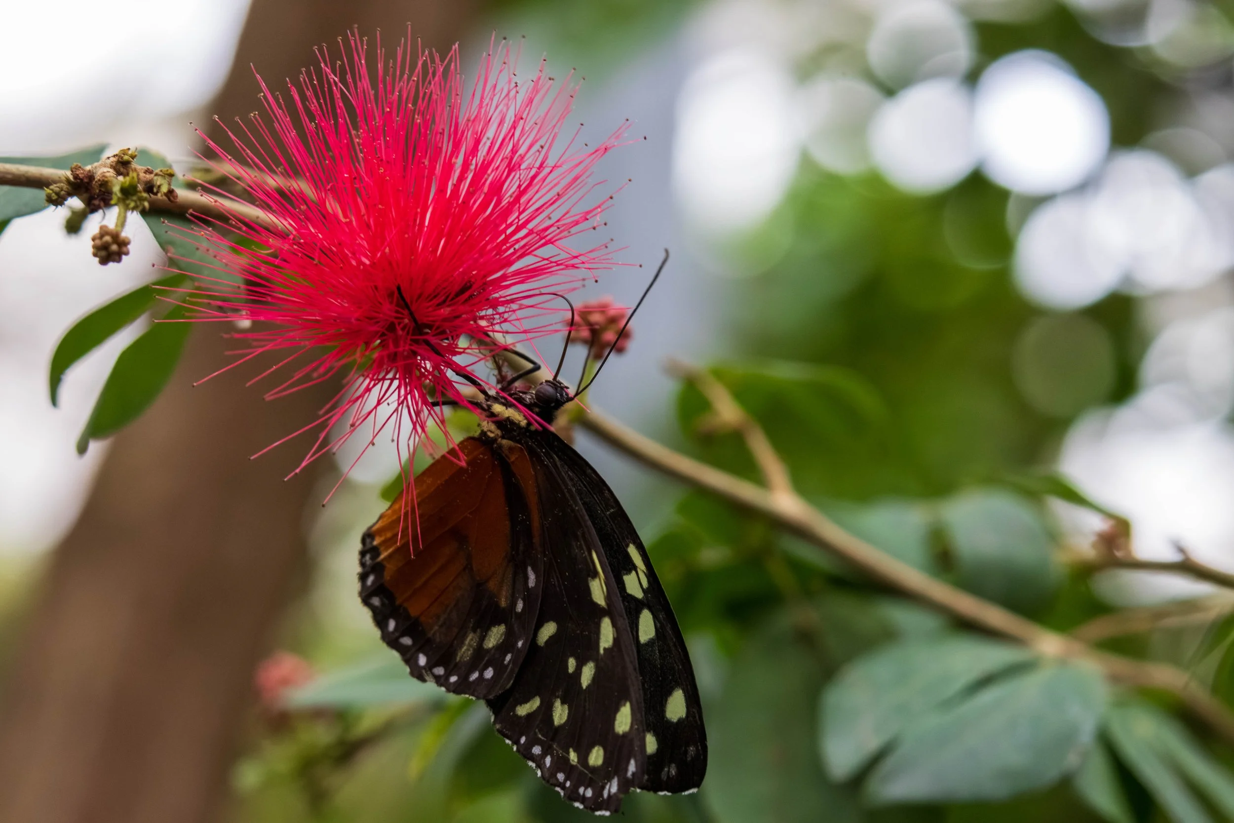 Butterfly Pavillion-21.JPG