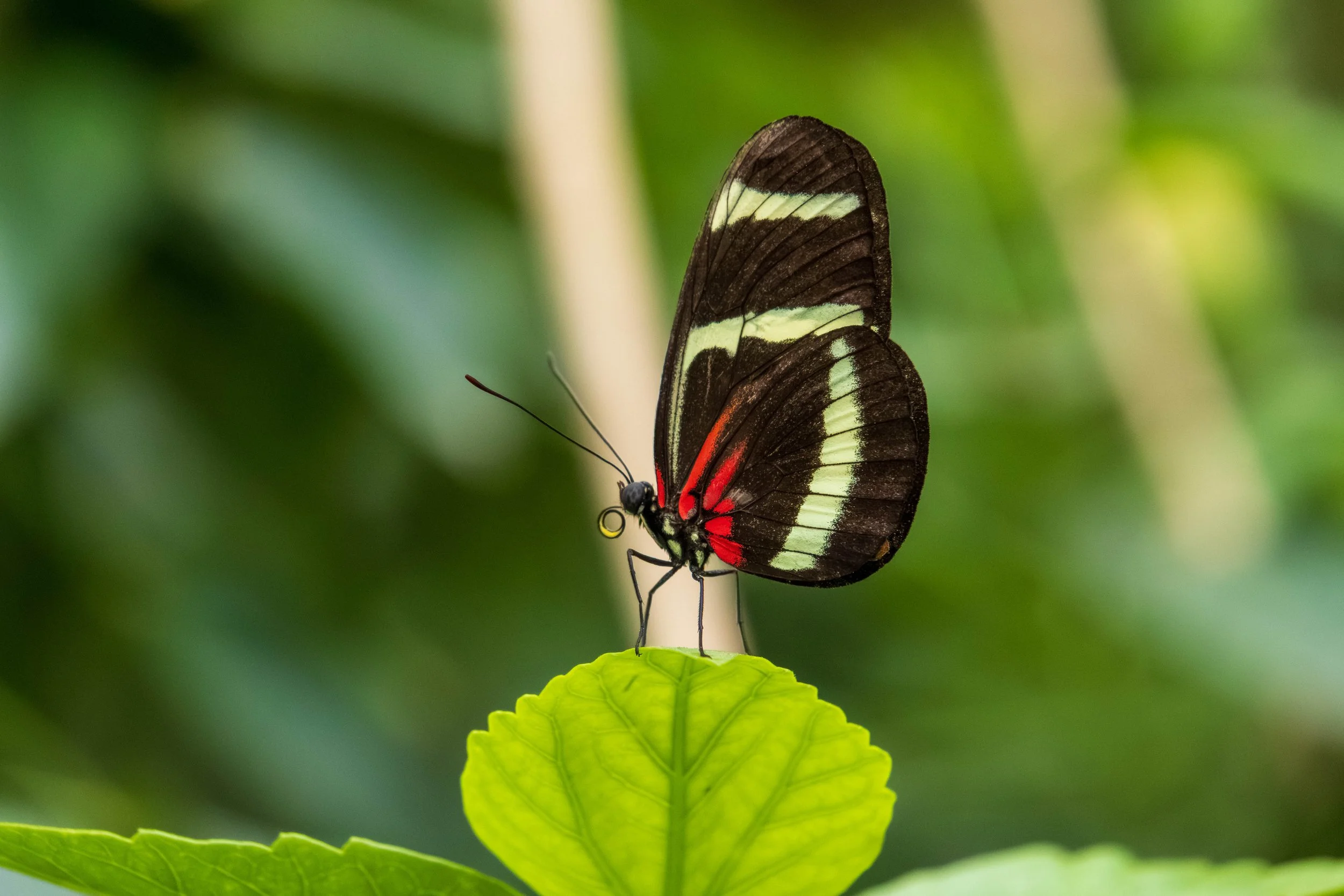 Butterfly Pavillion-39.JPG