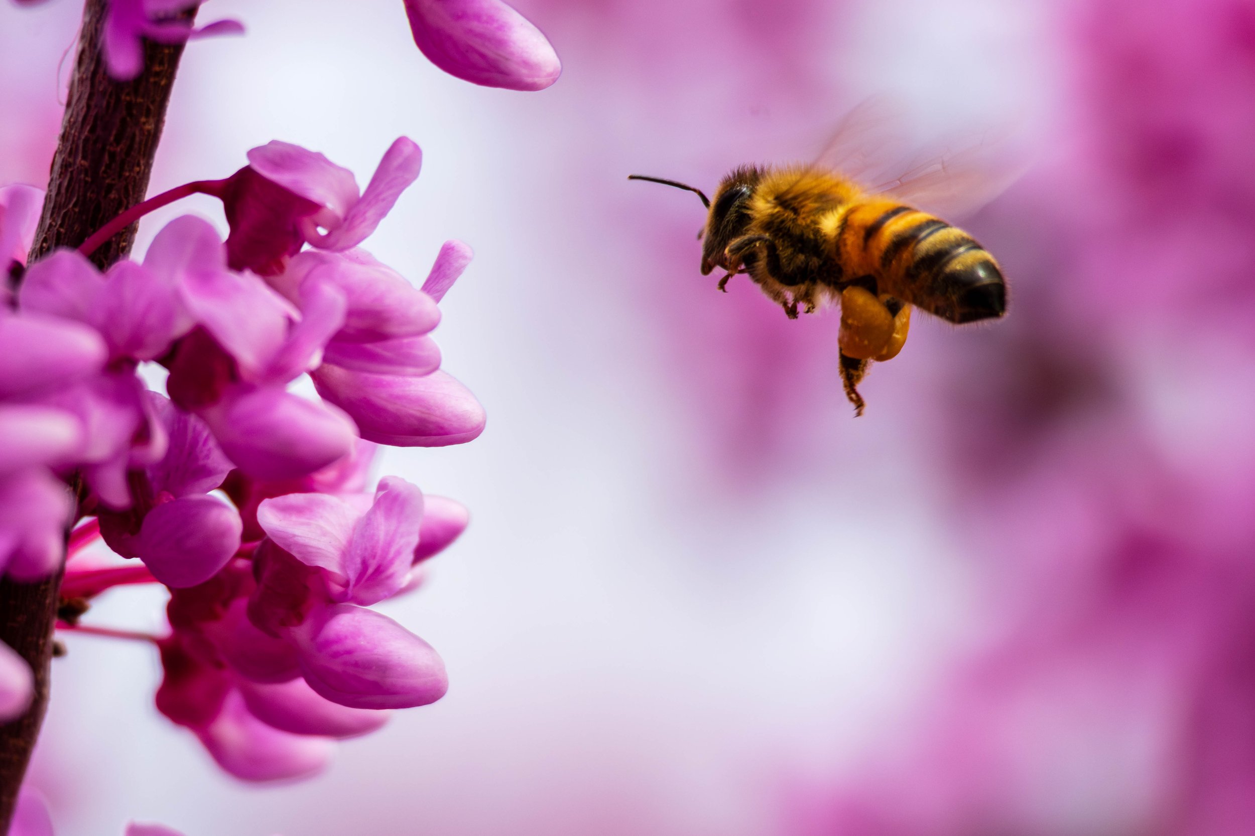 Bees-10.JPG