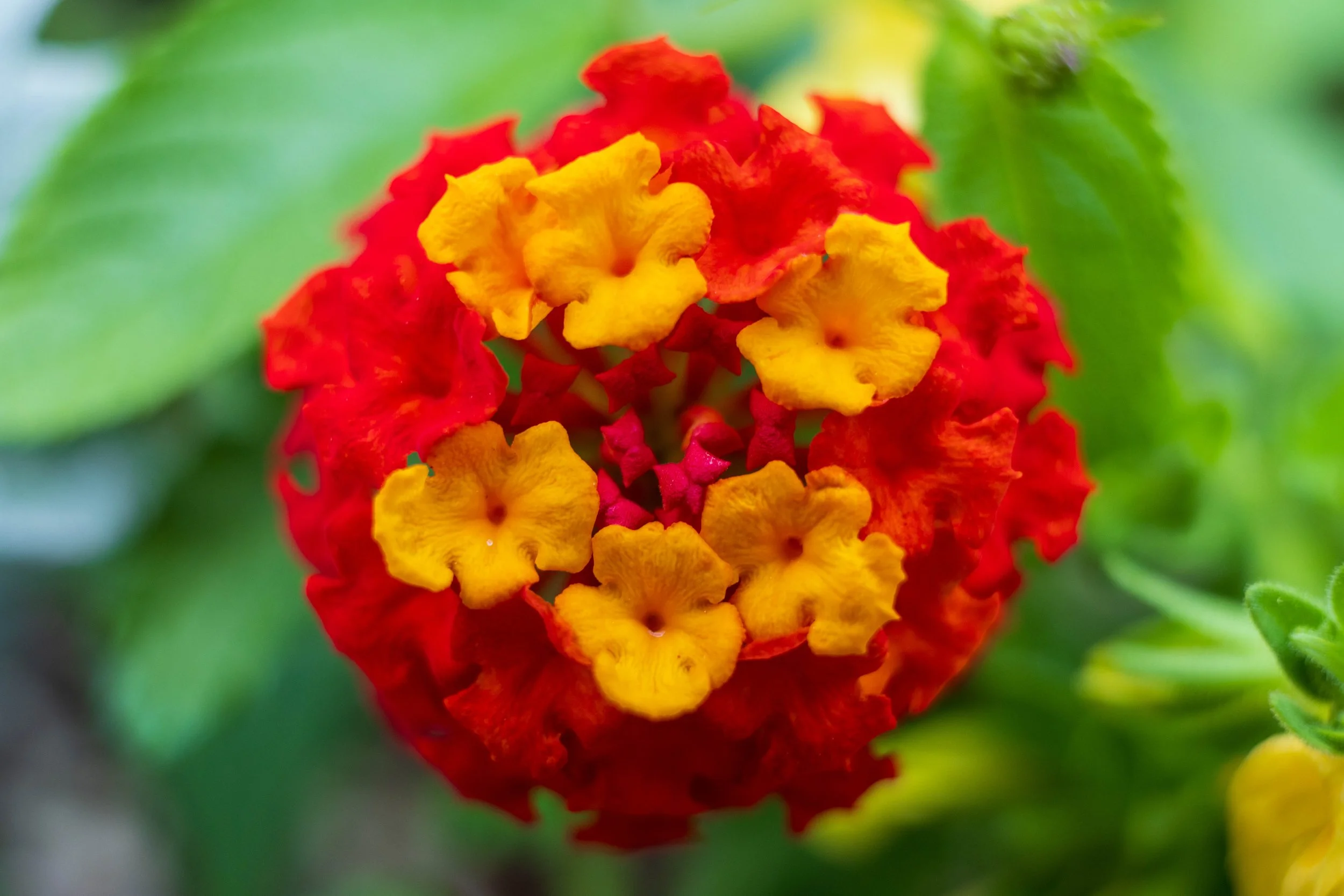 Tamron Macro-2.jpg