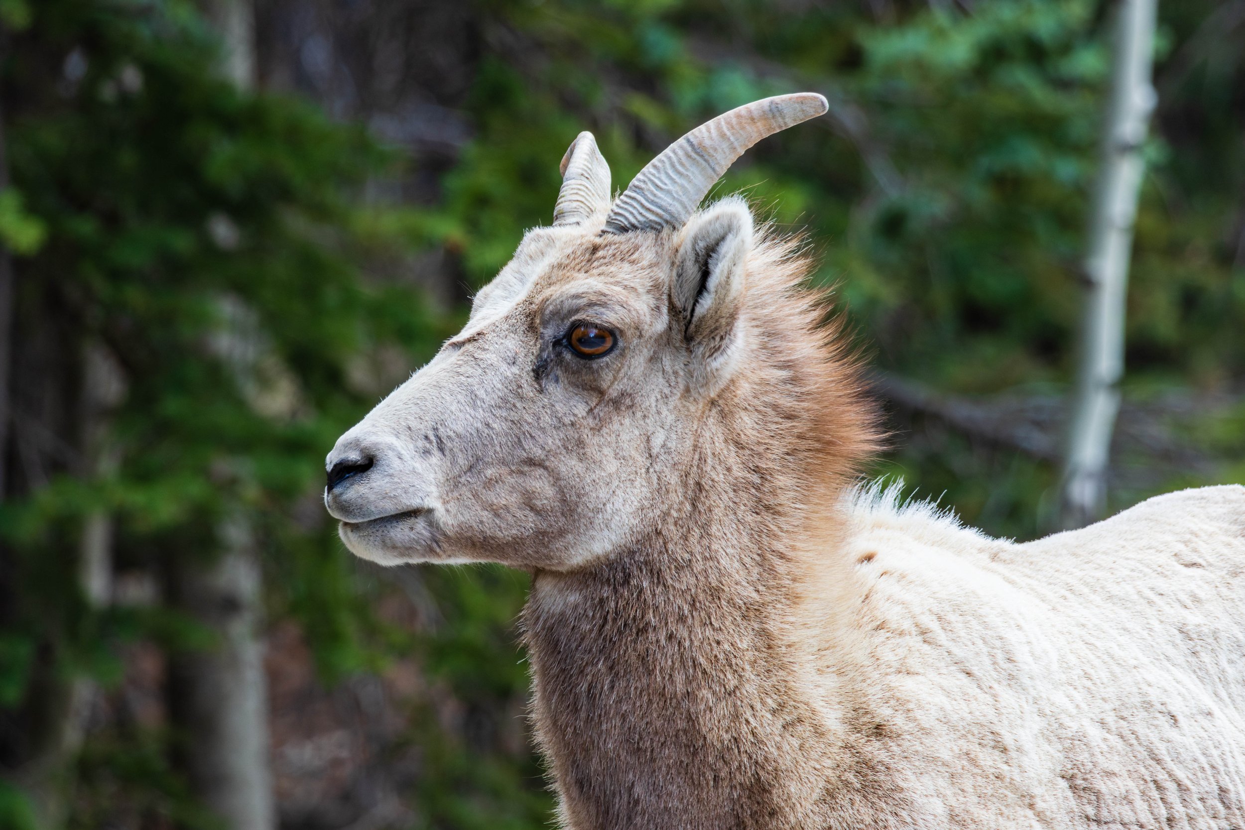 Guanella-9.JPG