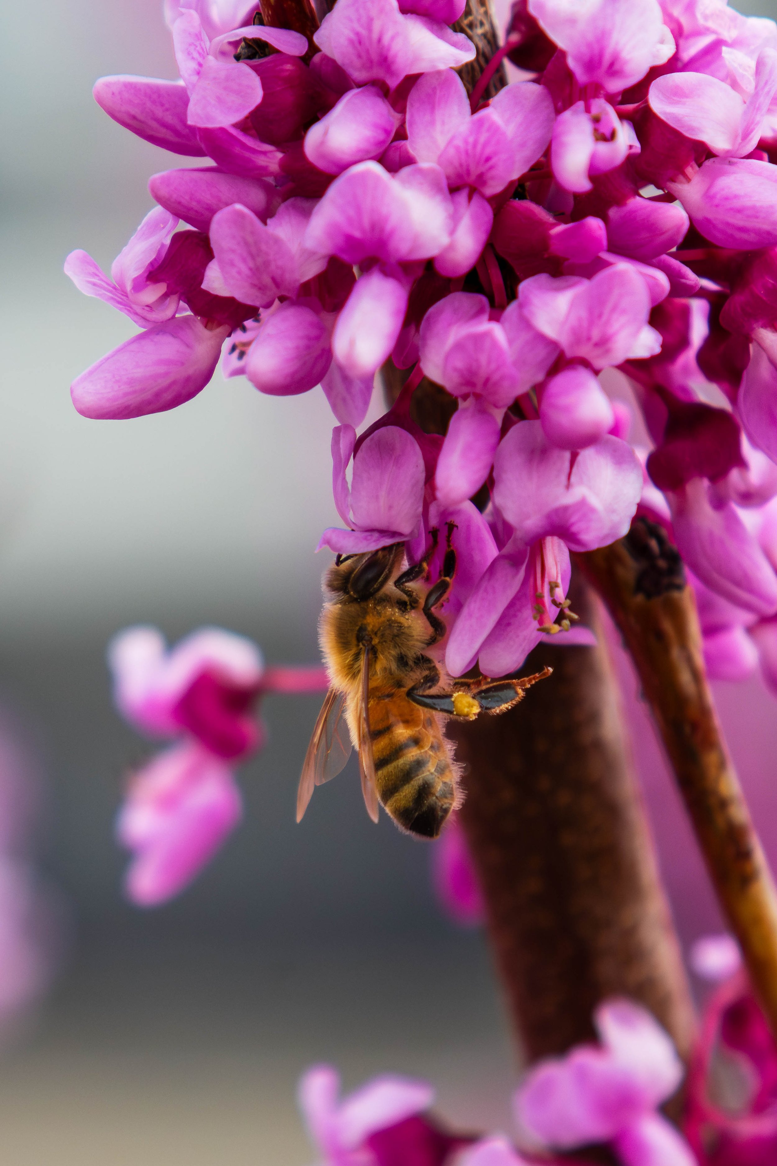 Bees-6.JPG