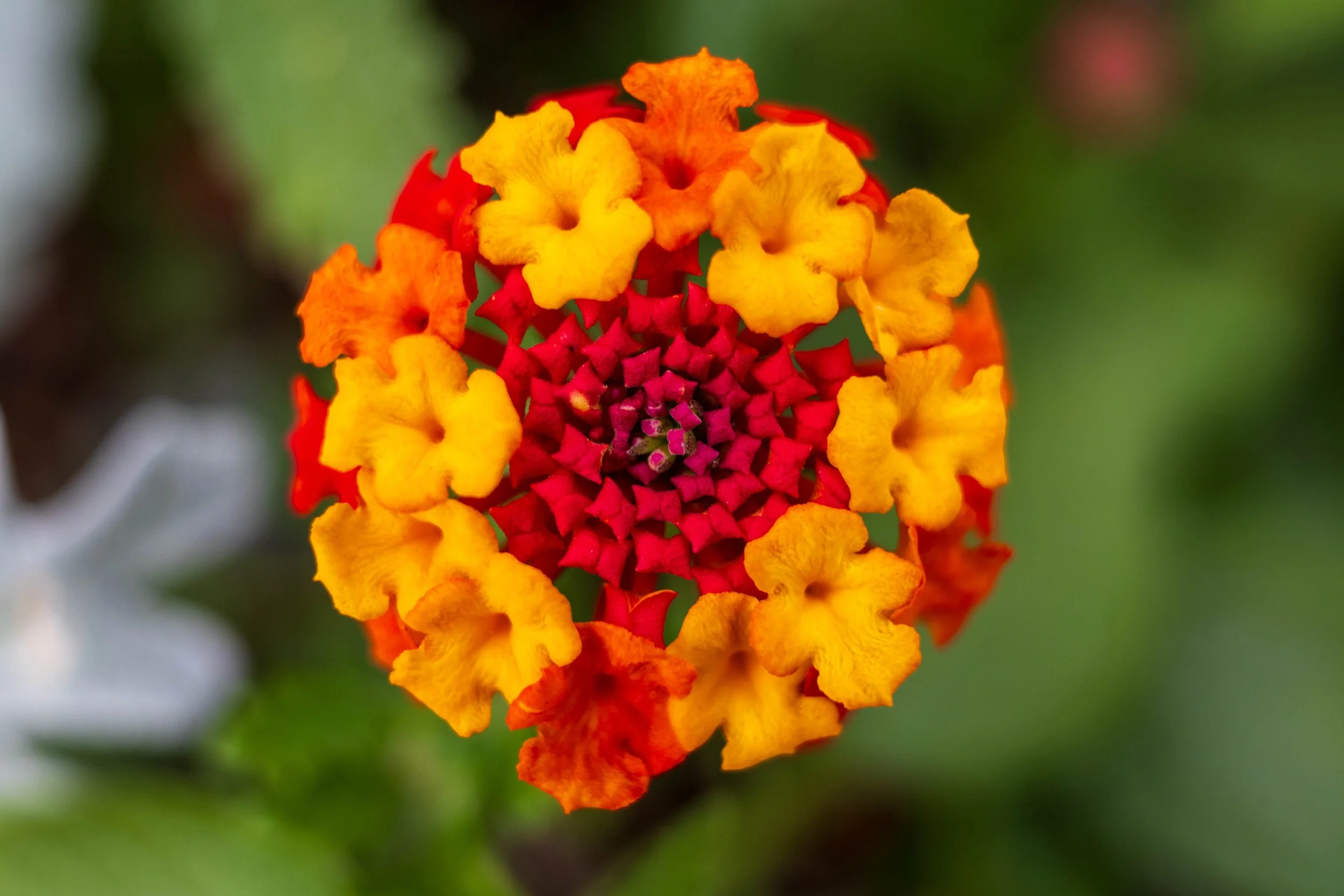 Tamron Macro-3.jpg