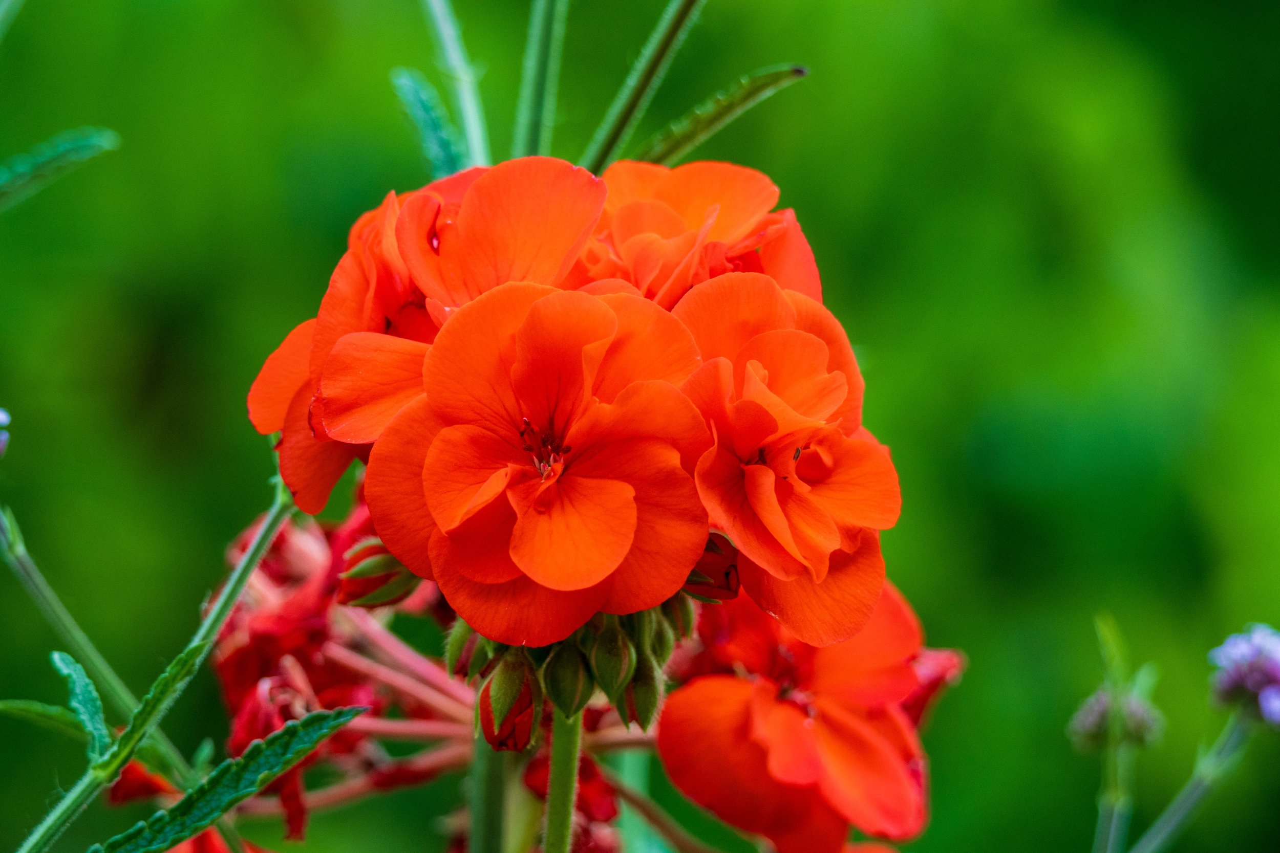 100-400 Normal-1.jpg