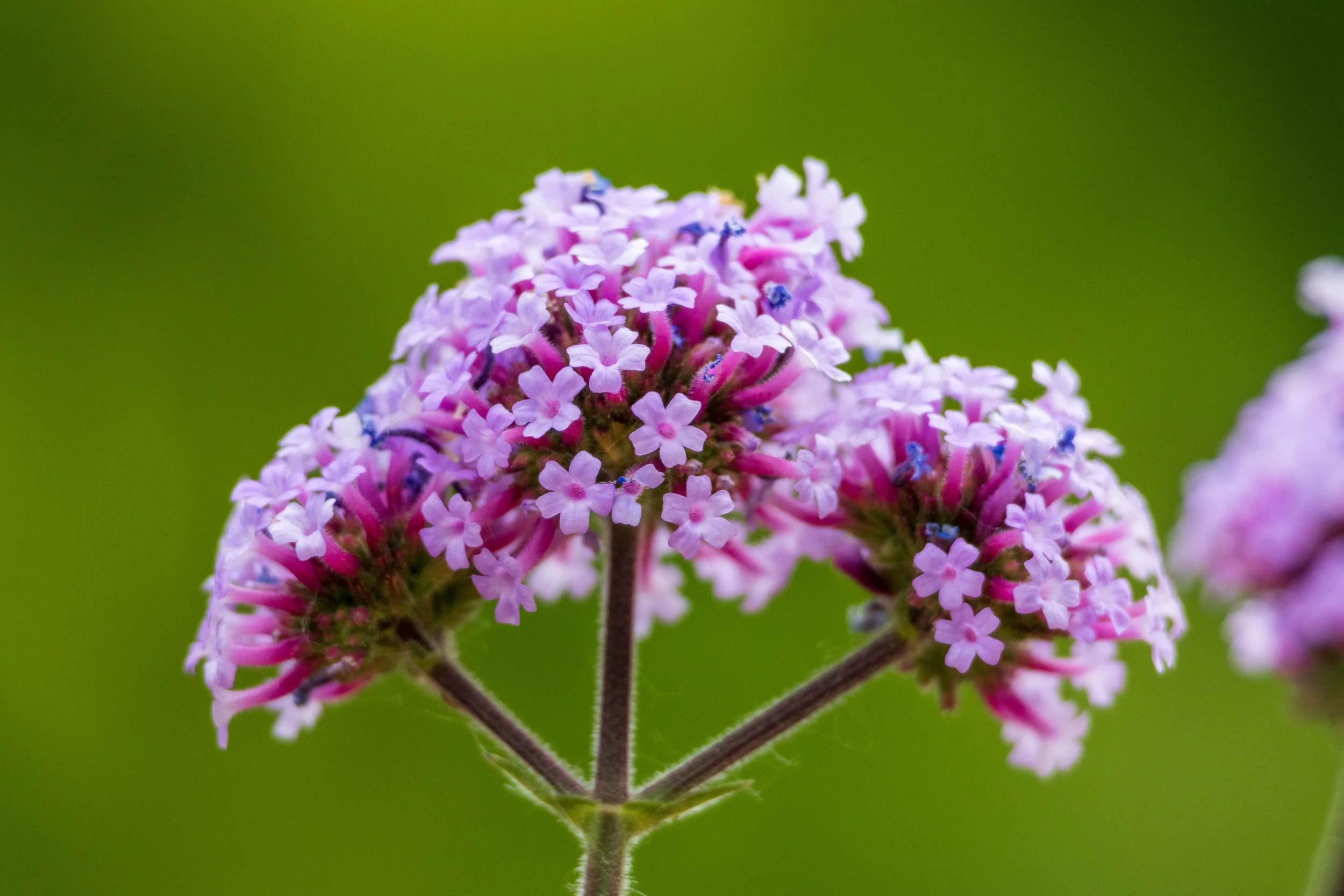 100-400 Normal-3.jpg