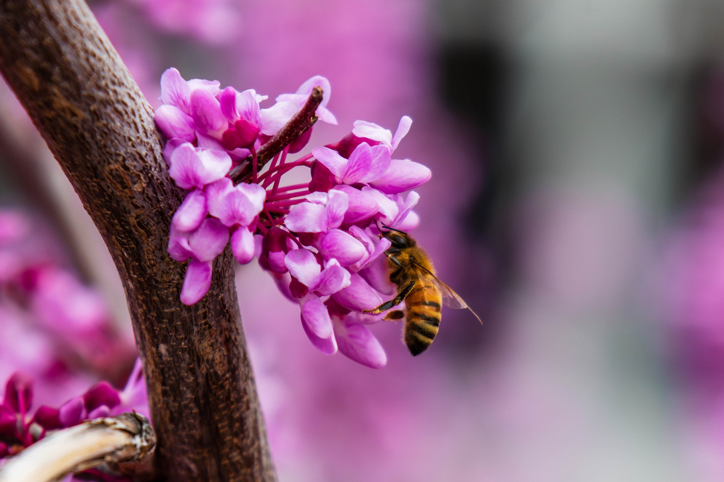 Bees-2.JPG