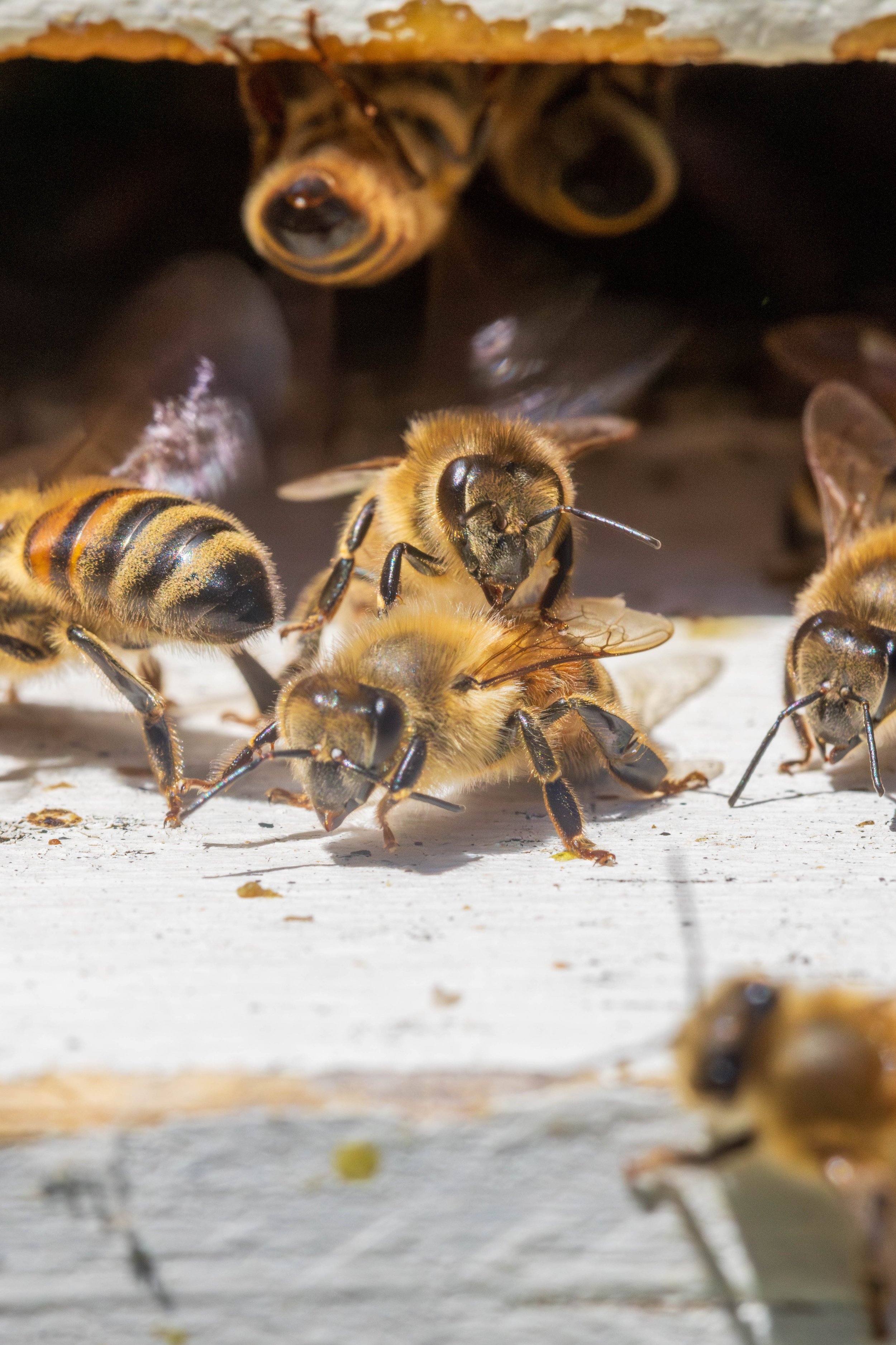 Bees and Things-18.JPG