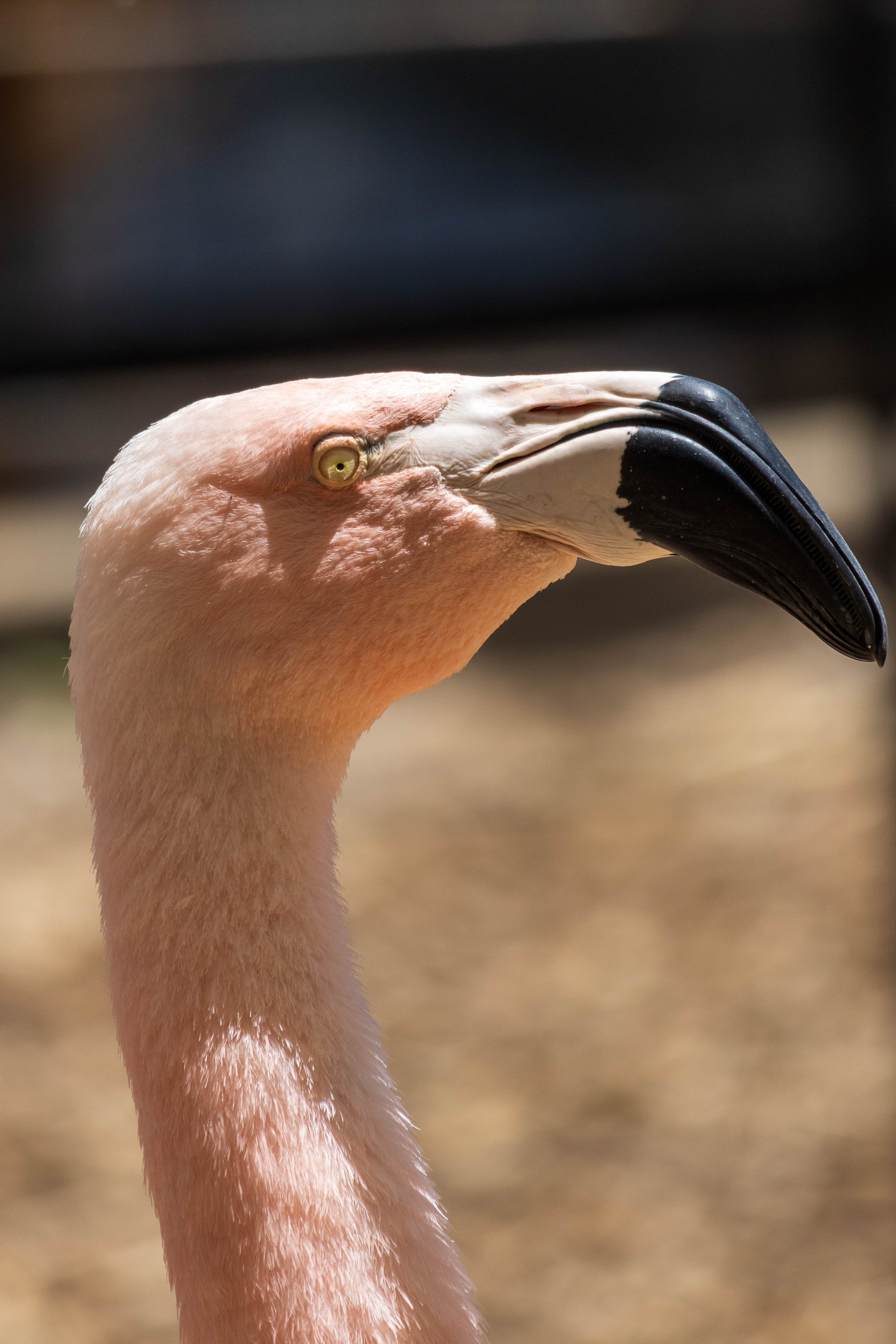 Zoo-35.JPG